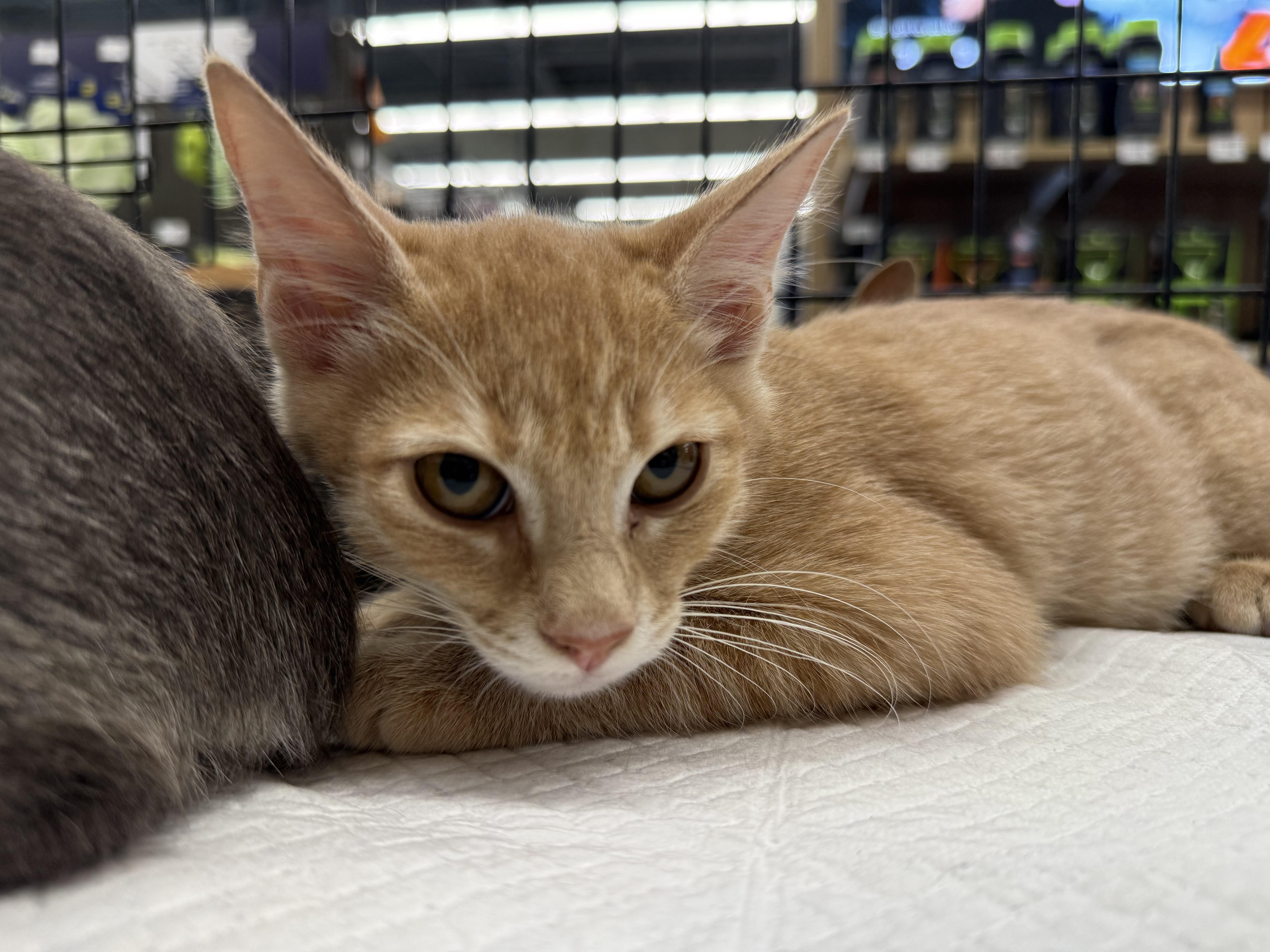 Enlarge Haggis, a Adoptable Domestic Short Hair in Intercession city , FL image 3/5