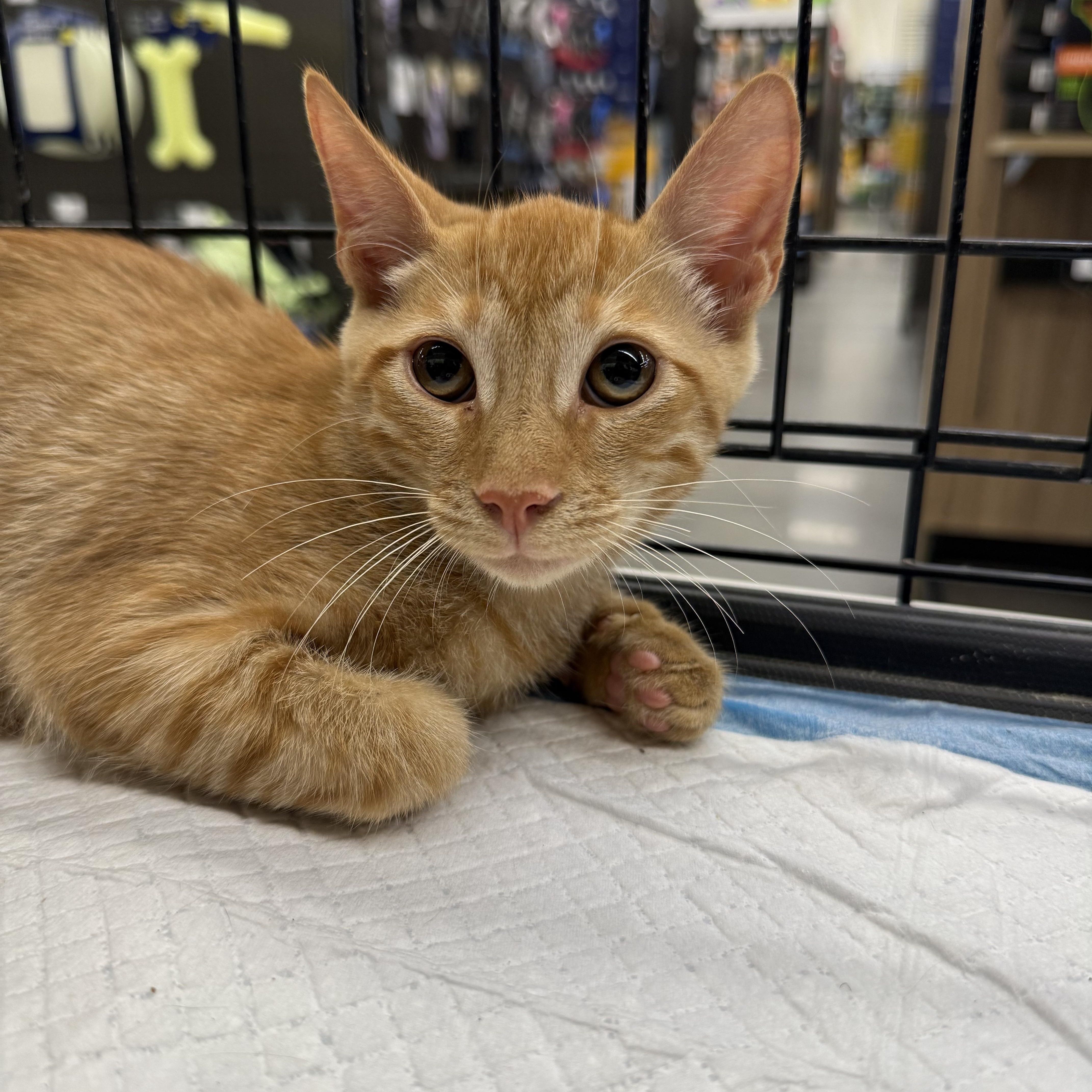 Enlarge Haggis, a Adoptable Domestic Short Hair in Intercession city , FL image 2/5