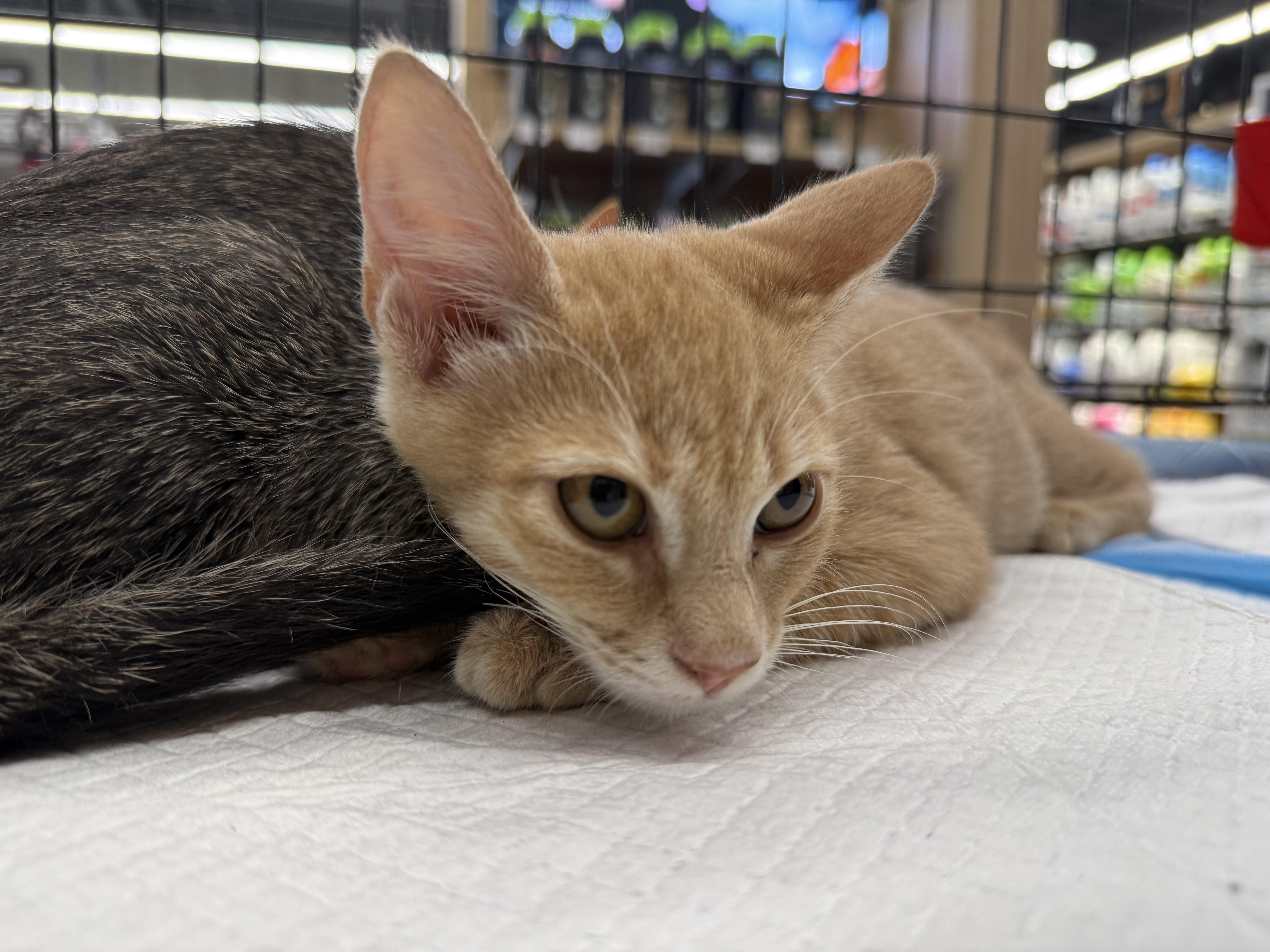 Enlarge Haggis, a Adoptable Domestic Short Hair in Intercession city , FL image 4/5