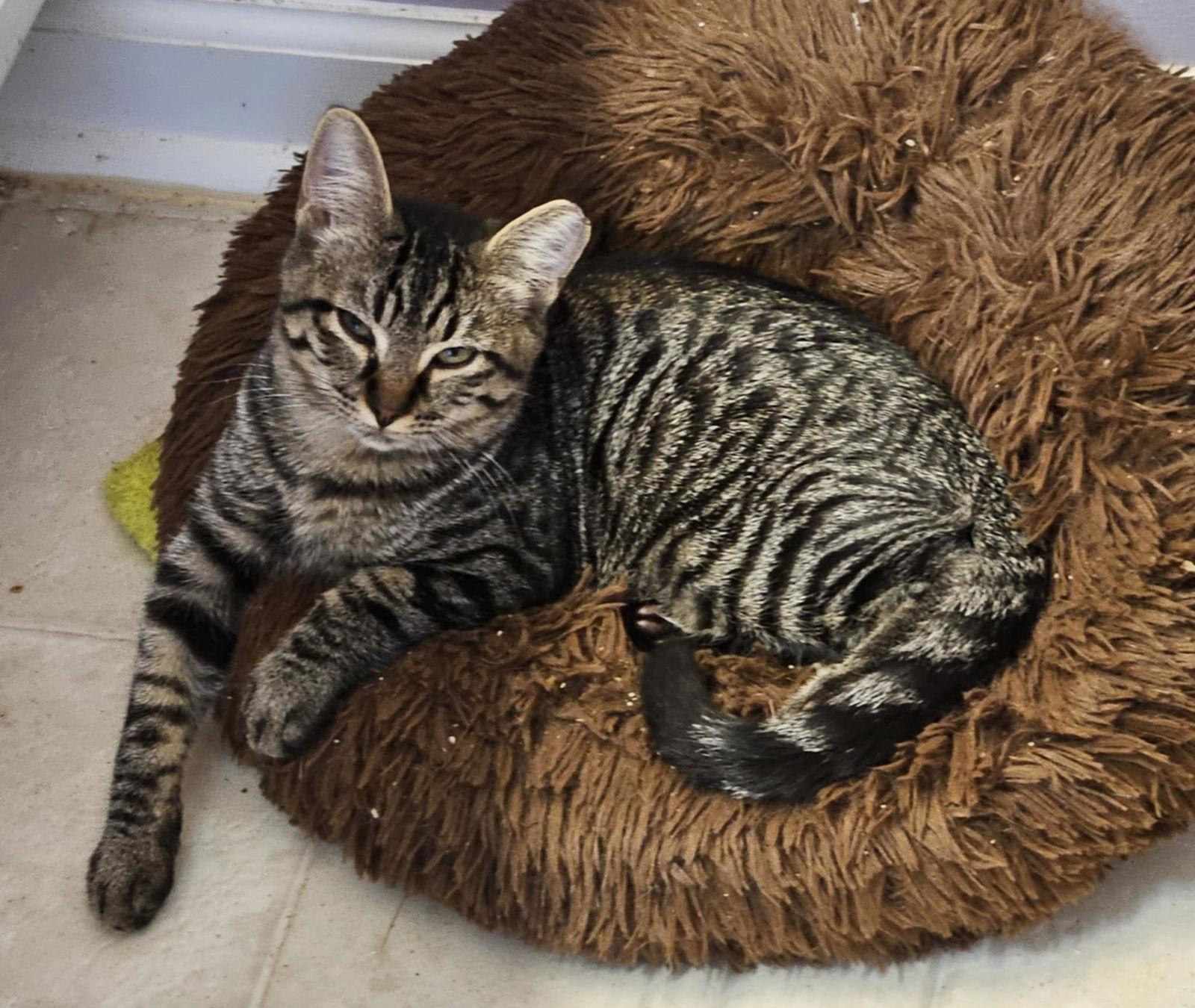 DVD, Adopted, Young Female Domestic Short Hair.