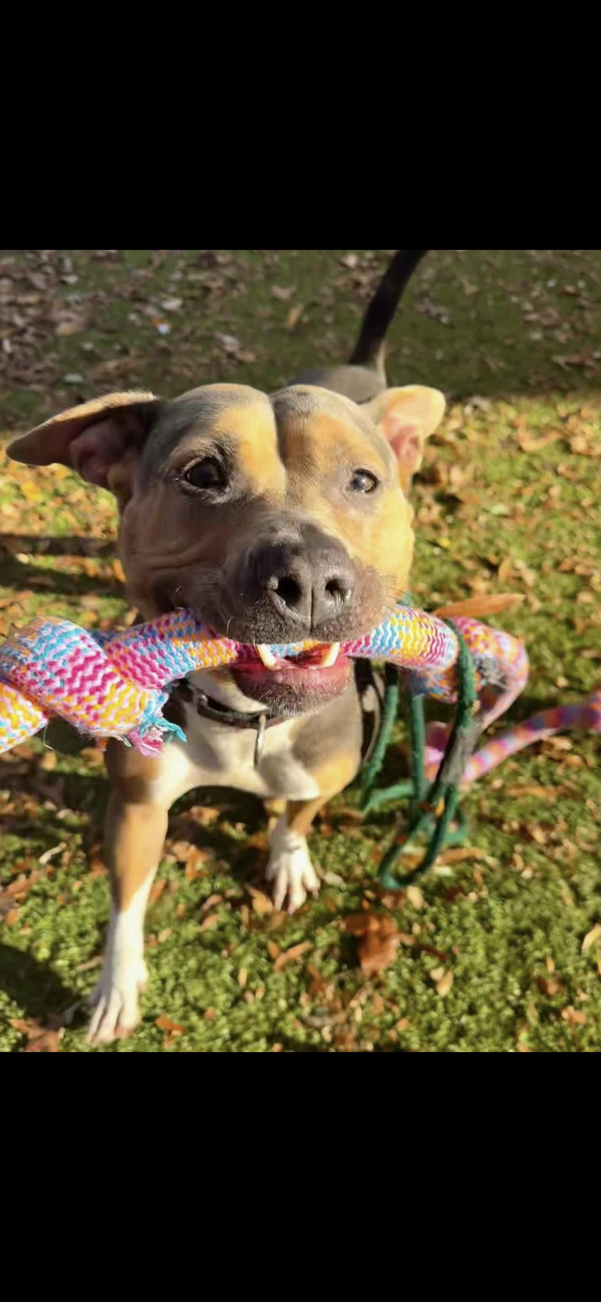 Enlarge Beatrix, a Adoptable mixed breed in Baltimore, MD image 2/4