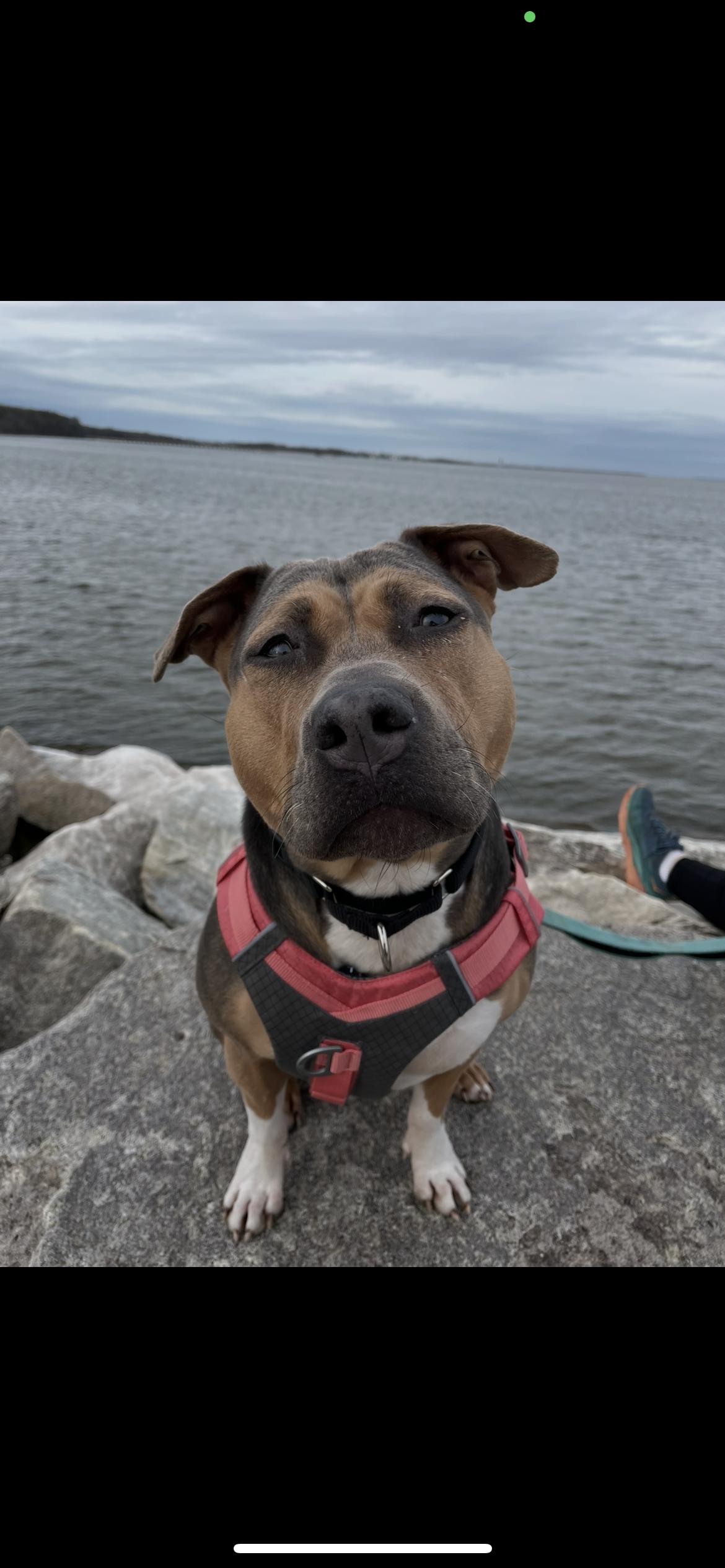 Enlarge Beatrix, a Adoptable mixed breed in Baltimore, MD image 3/4