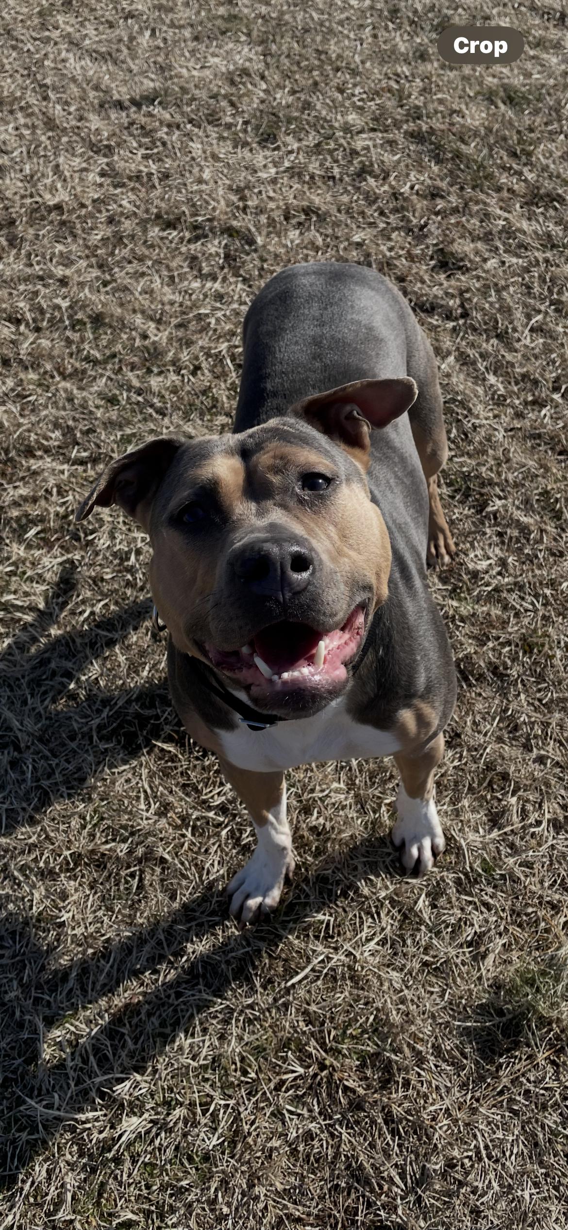 Enlarge Beatrix, a Adoptable mixed breed in Baltimore, MD image 4/4