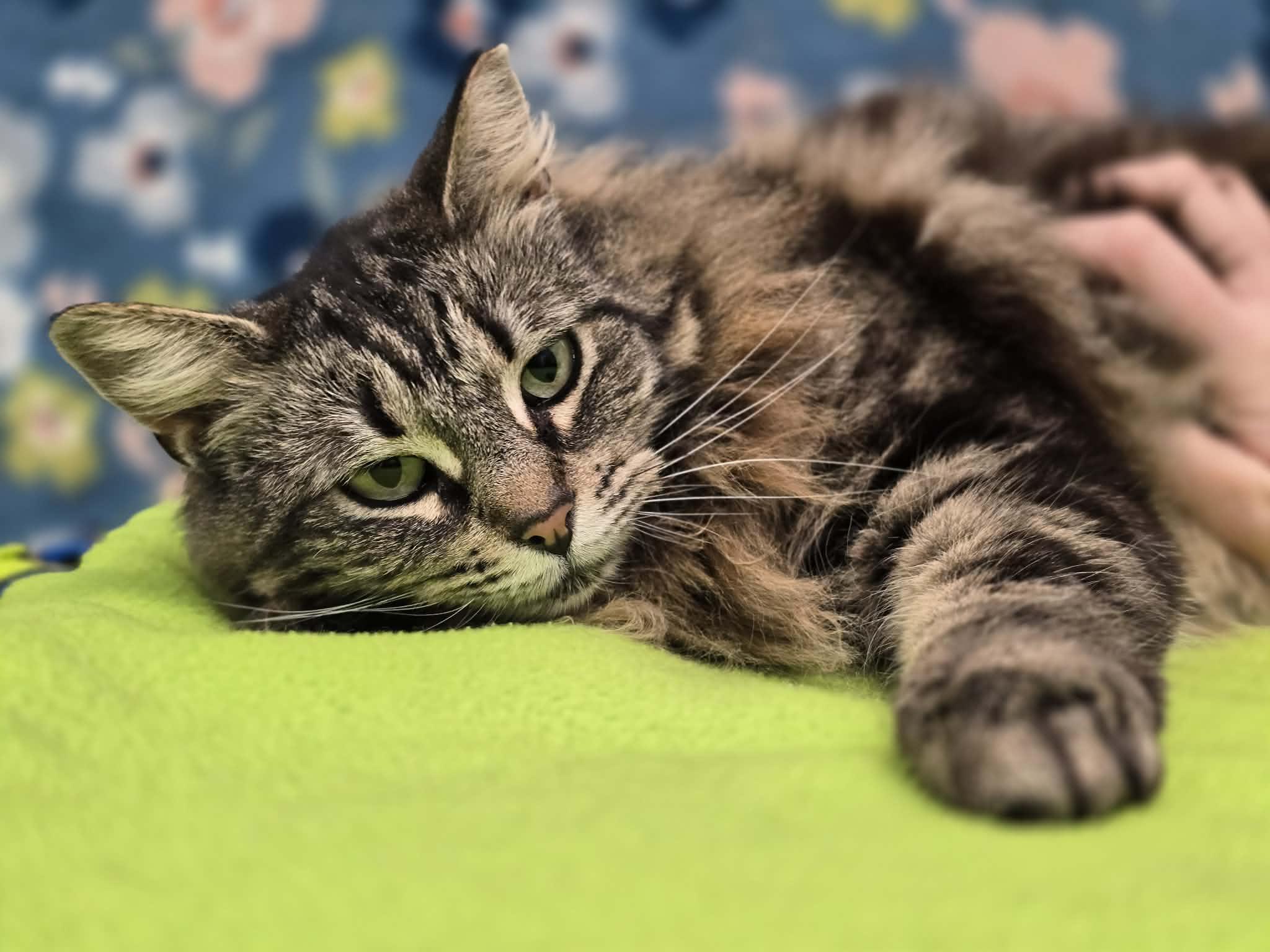 Enlarge Fifi, a ADOPTABLE Domestic Long Hair in Grants Pass, OR image 2/5