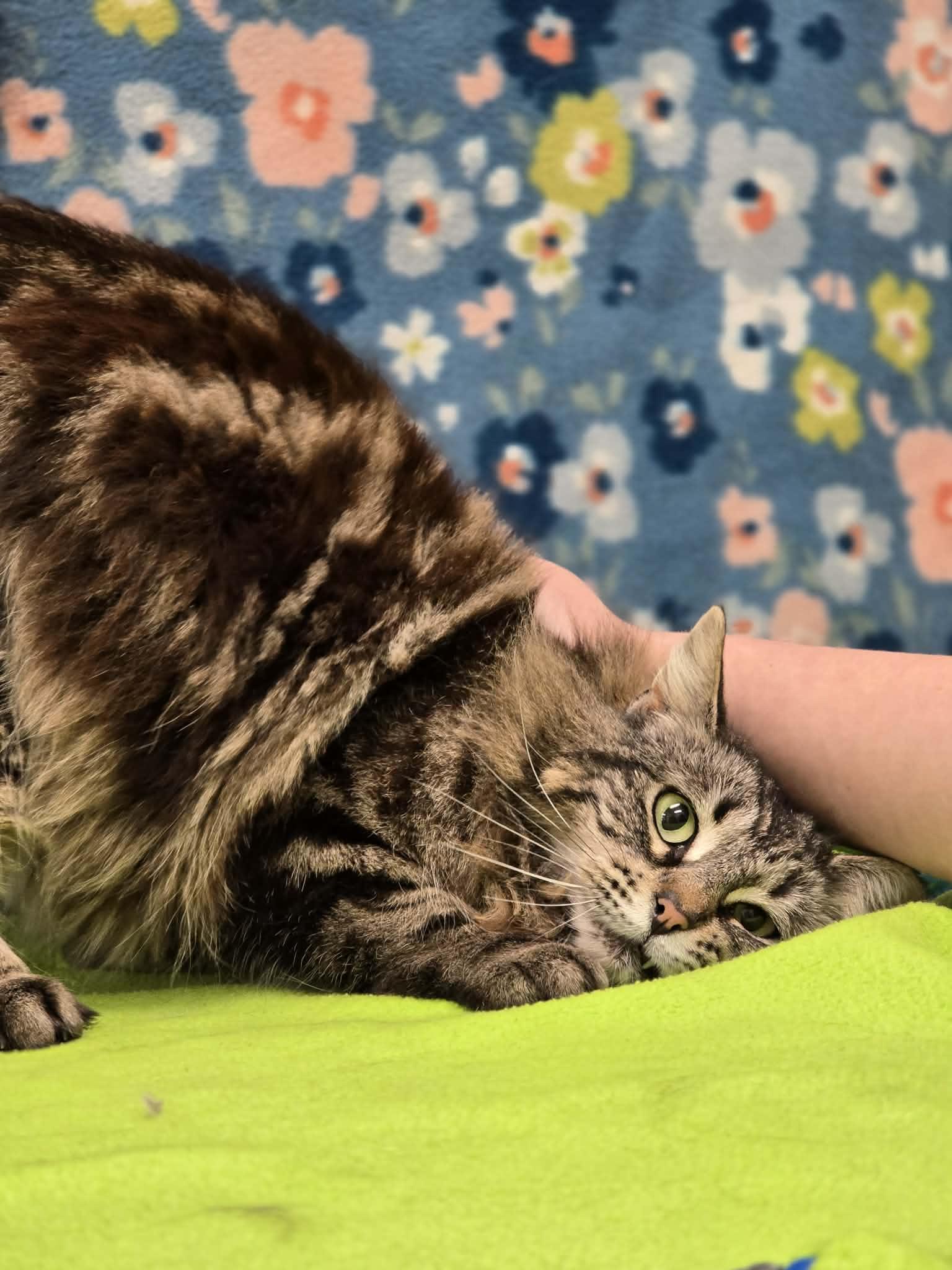 Enlarge Fifi, a ADOPTABLE Domestic Long Hair in Grants Pass, OR image 4/5