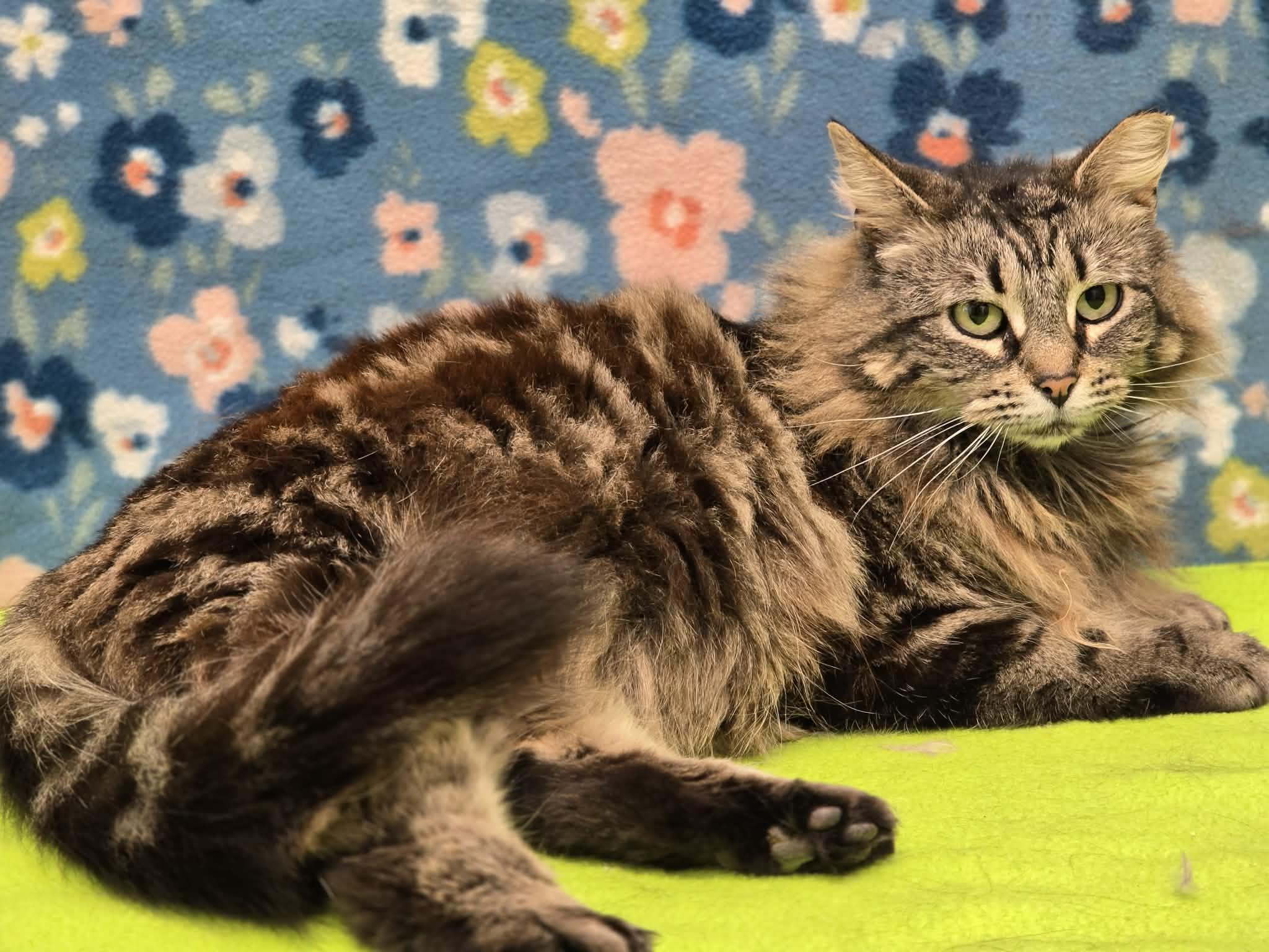 Enlarge Fifi, a ADOPTABLE Domestic Long Hair in Grants Pass, OR image 5/5