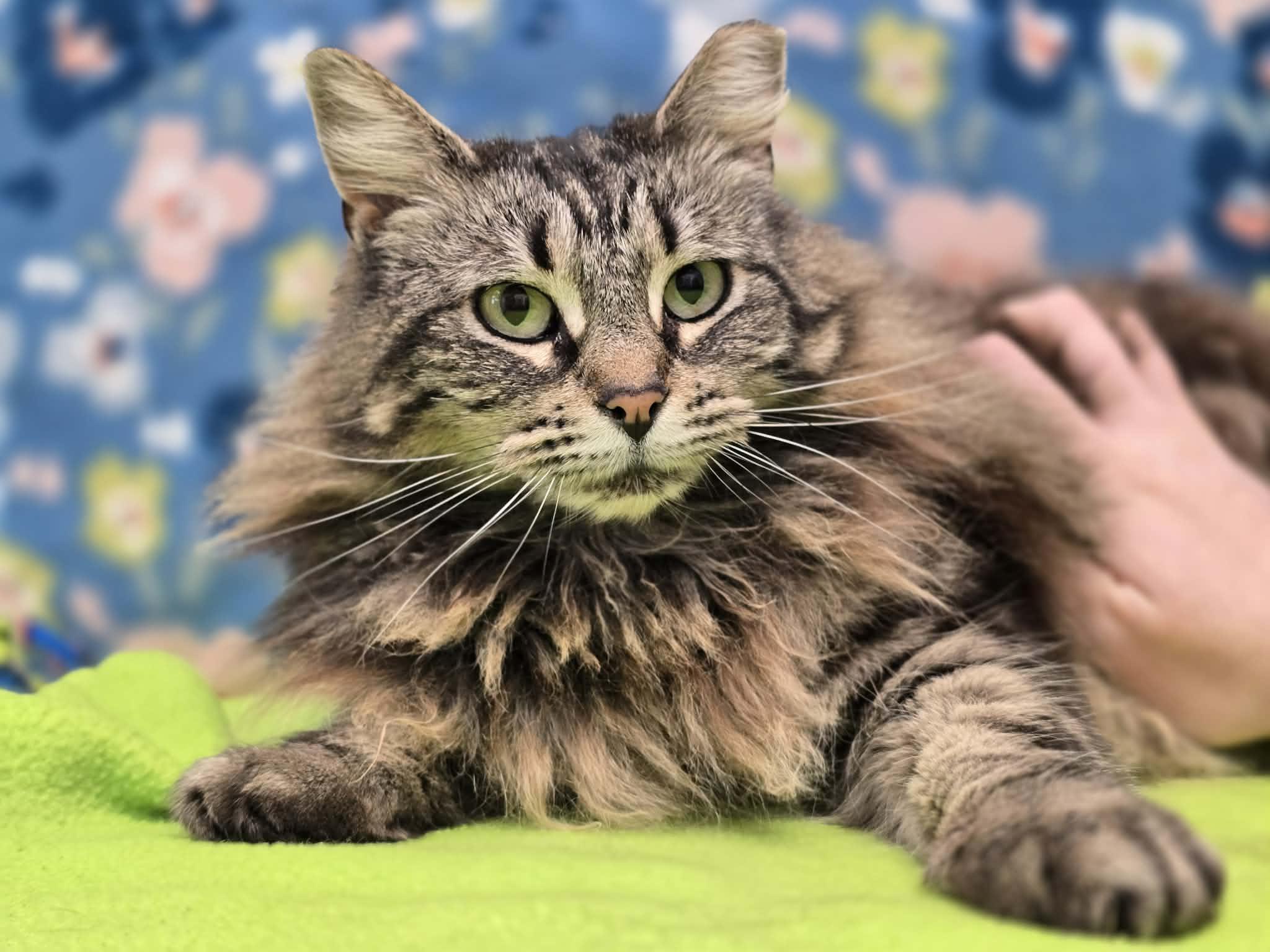 Fifi, ADOPTABLE, Adult Female Domestic Long Hair.