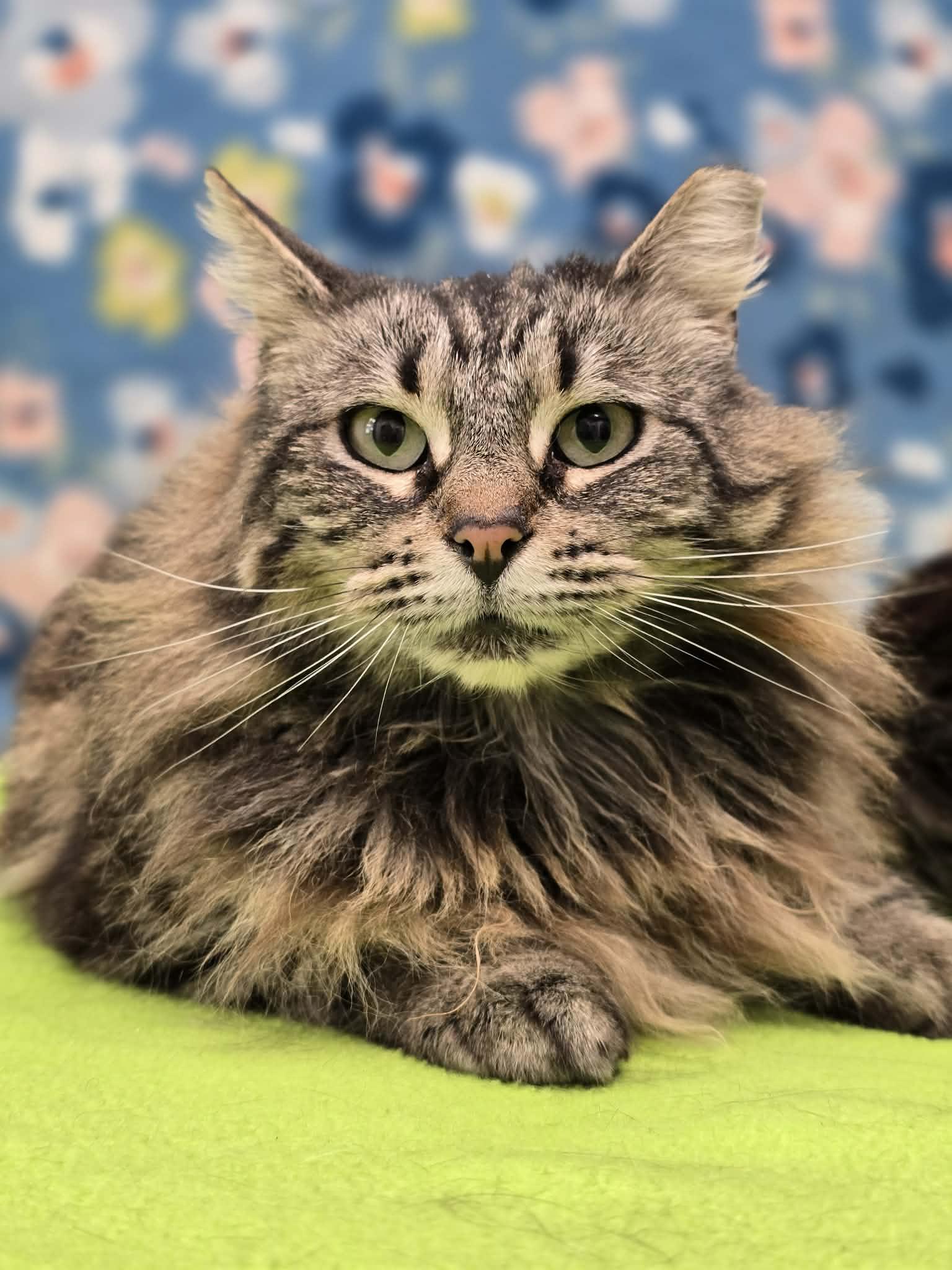 Enlarge Fifi, a ADOPTABLE Domestic Long Hair in Grants Pass, OR image 3/5