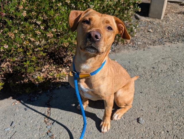 BUTTERCUP, Adoptable, Young Female Labrador Retriever & Mixed Breed.