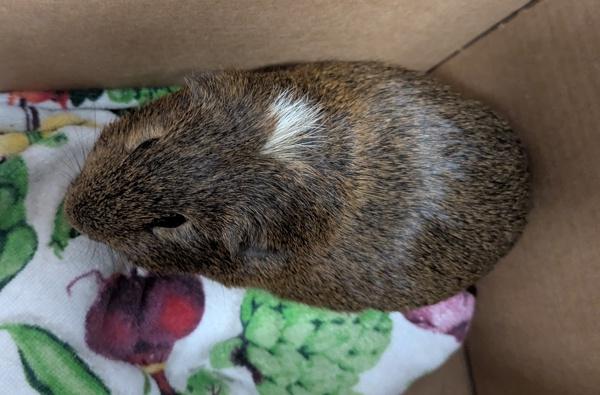 Potato Wedges, Adoptable, Adult Male Guinea Pig.