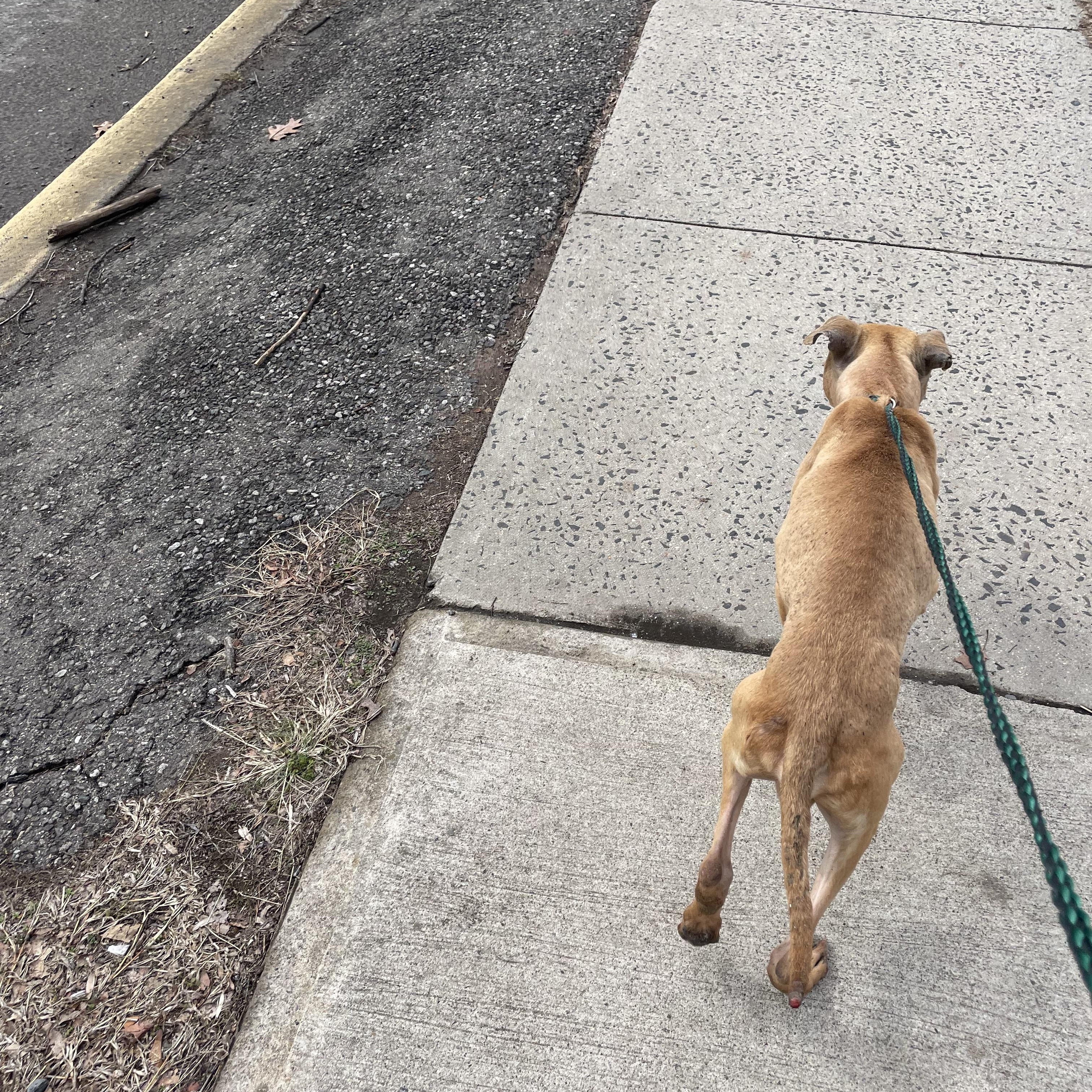 Enlarge Declan, a ADOPTABLE Pit Bull Terrier in East Orange, NJ image 2/4