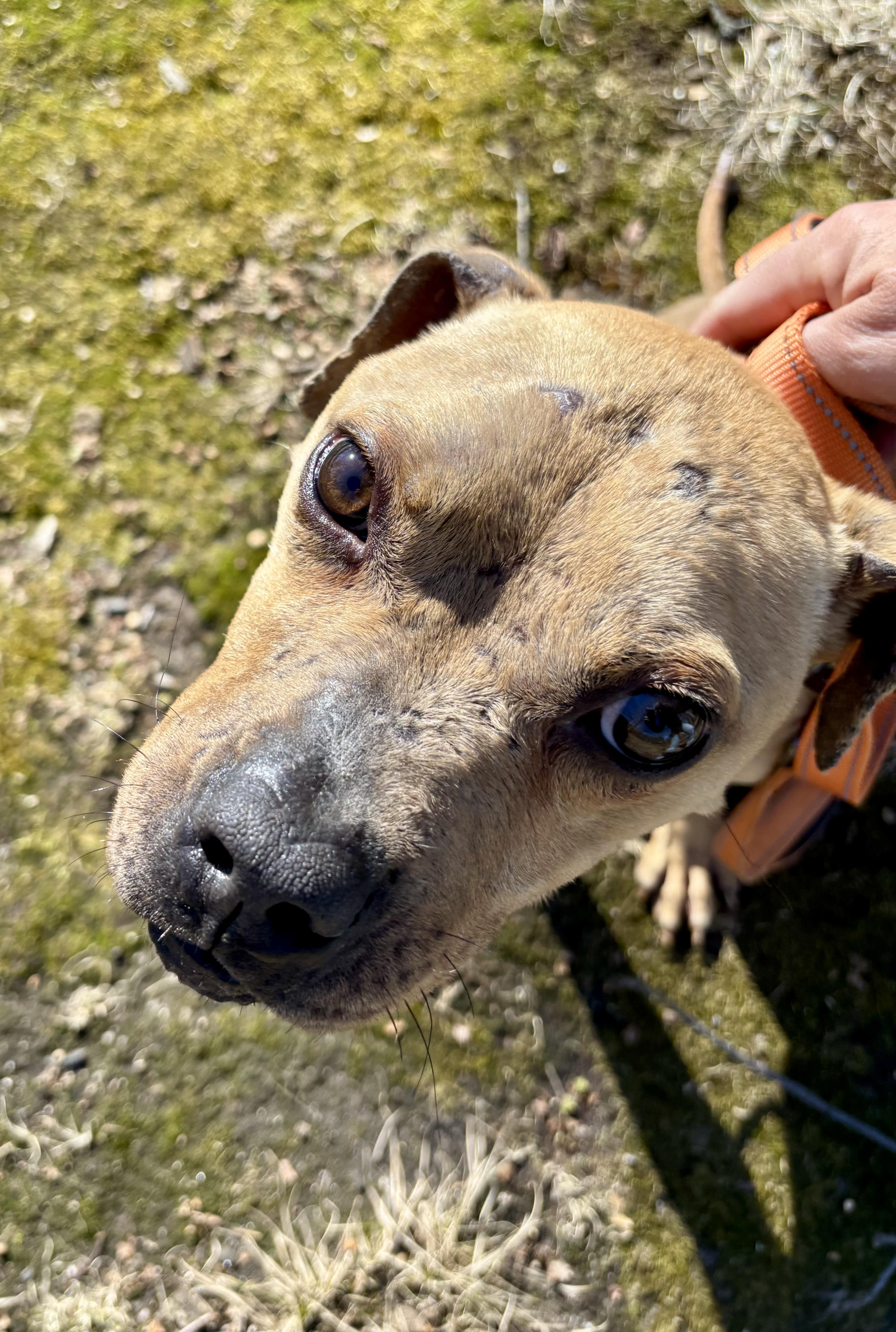 Dexter, ADOPTABLE, Adult Male Pit Bull Terrier.