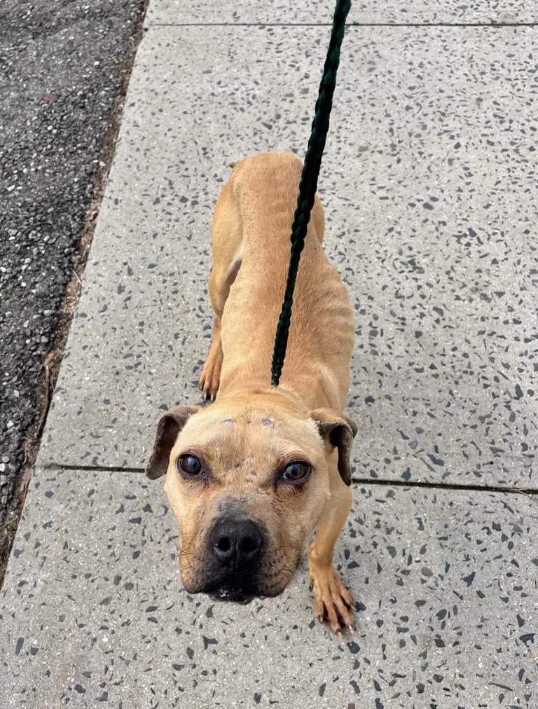 Enlarge Declan, a ADOPTABLE Pit Bull Terrier in East Orange, NJ image 4/4