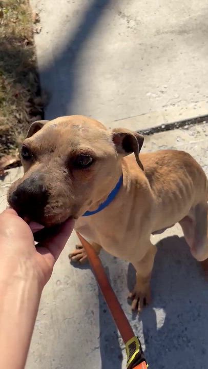 Enlarge Declan, a ADOPTABLE Pit Bull Terrier in East Orange, NJ video 3/4