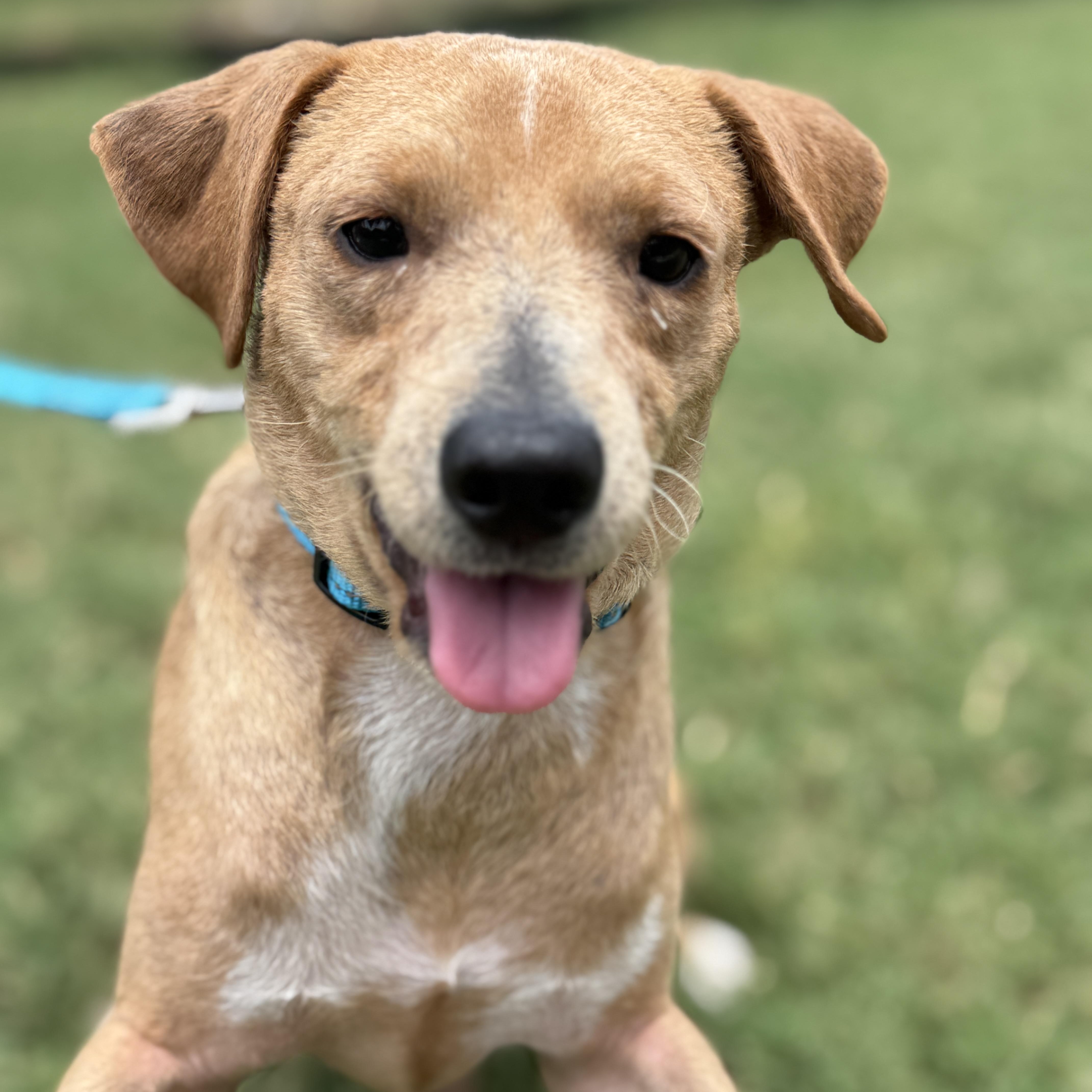 Enlarge Peanut, a Adoptable mixed breed in Burlington , VT image 3/5