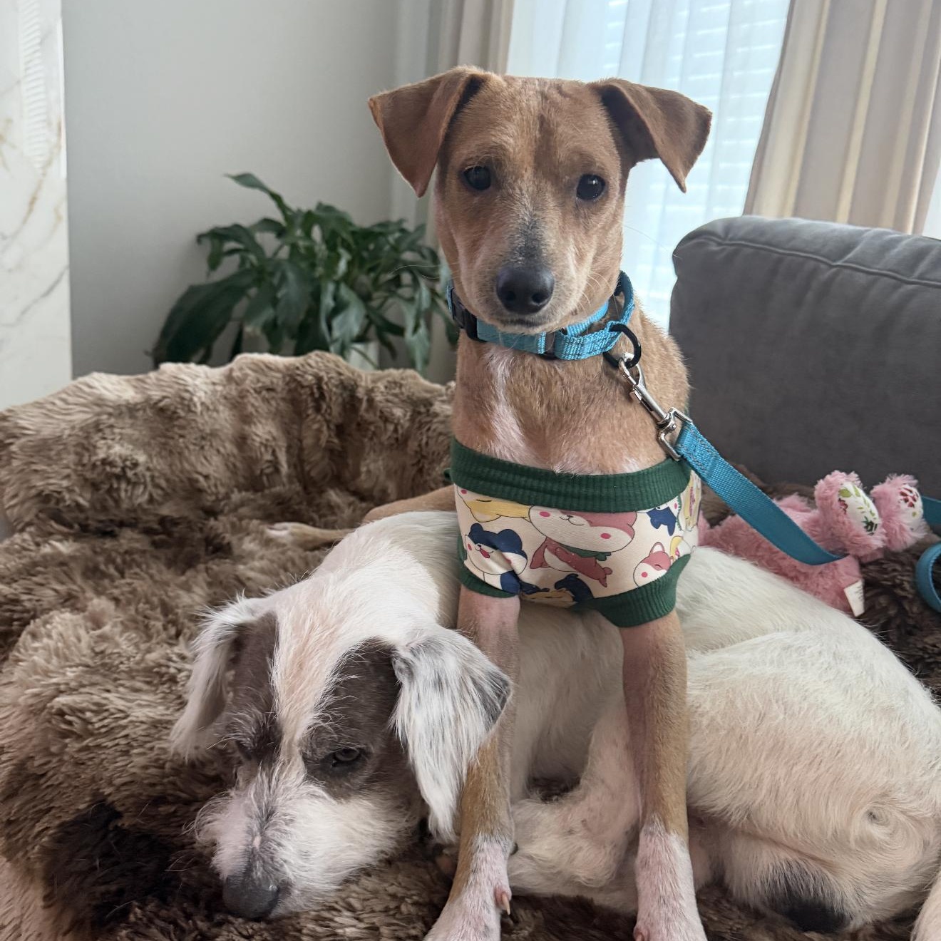Enlarge Peanut, a Adoptable mixed breed in Burlington , VT image 5/5