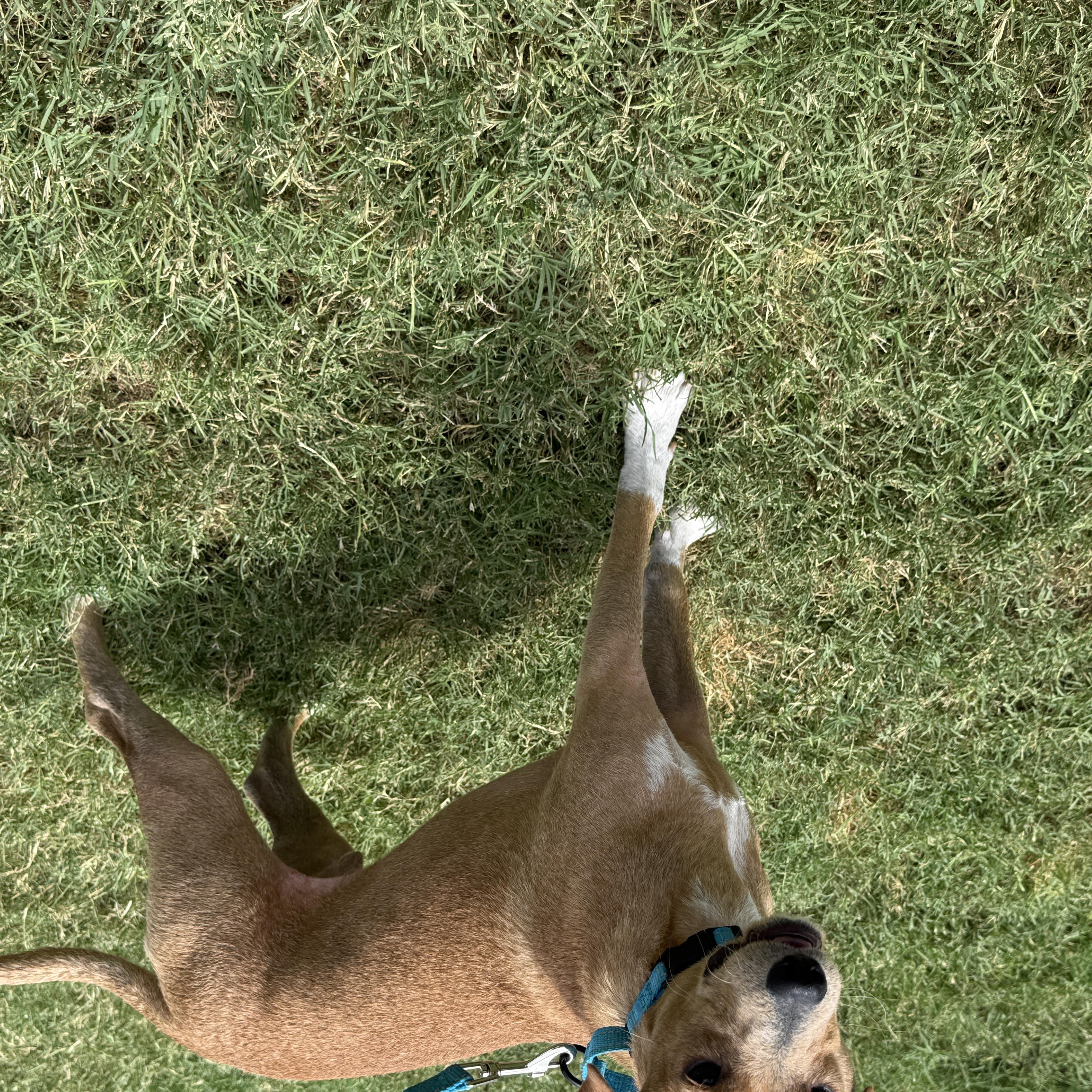 Enlarge Peanut, a Adoptable mixed breed in Burlington , VT image 2/5