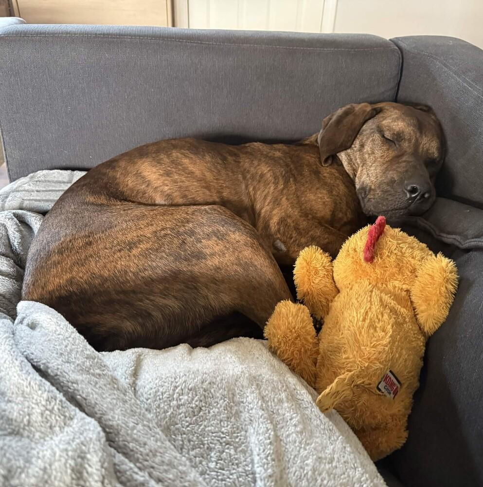 Enlarge Trout - AVAILABLE, a Adoptable mixed breed in Seattle, WA image 2/6