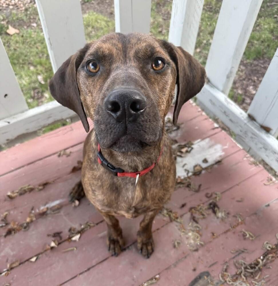 Enlarge Trout - AVAILABLE, a Adoptable mixed breed in Seattle, WA image 4/6