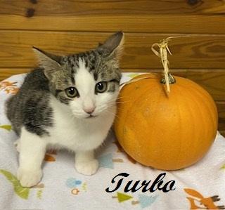 Turbo, adopted, Kitten Male Tabby.