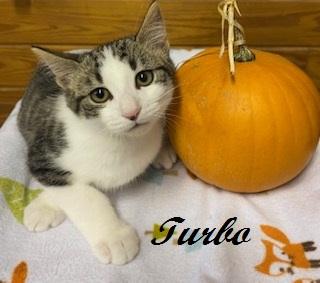 Enlarge Turbo, an adopted Tabby in Sanford, NC image 2/2