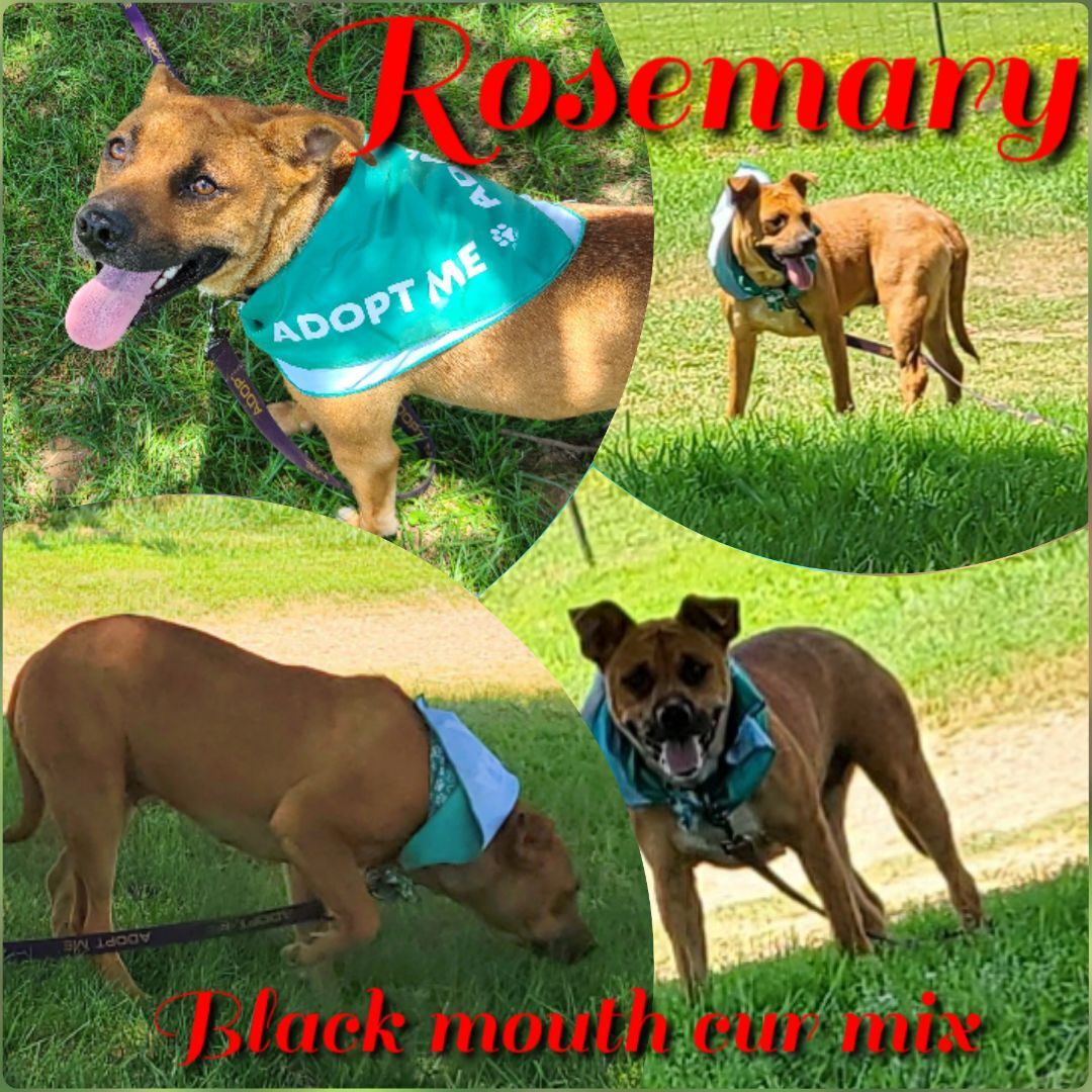 RoseMary