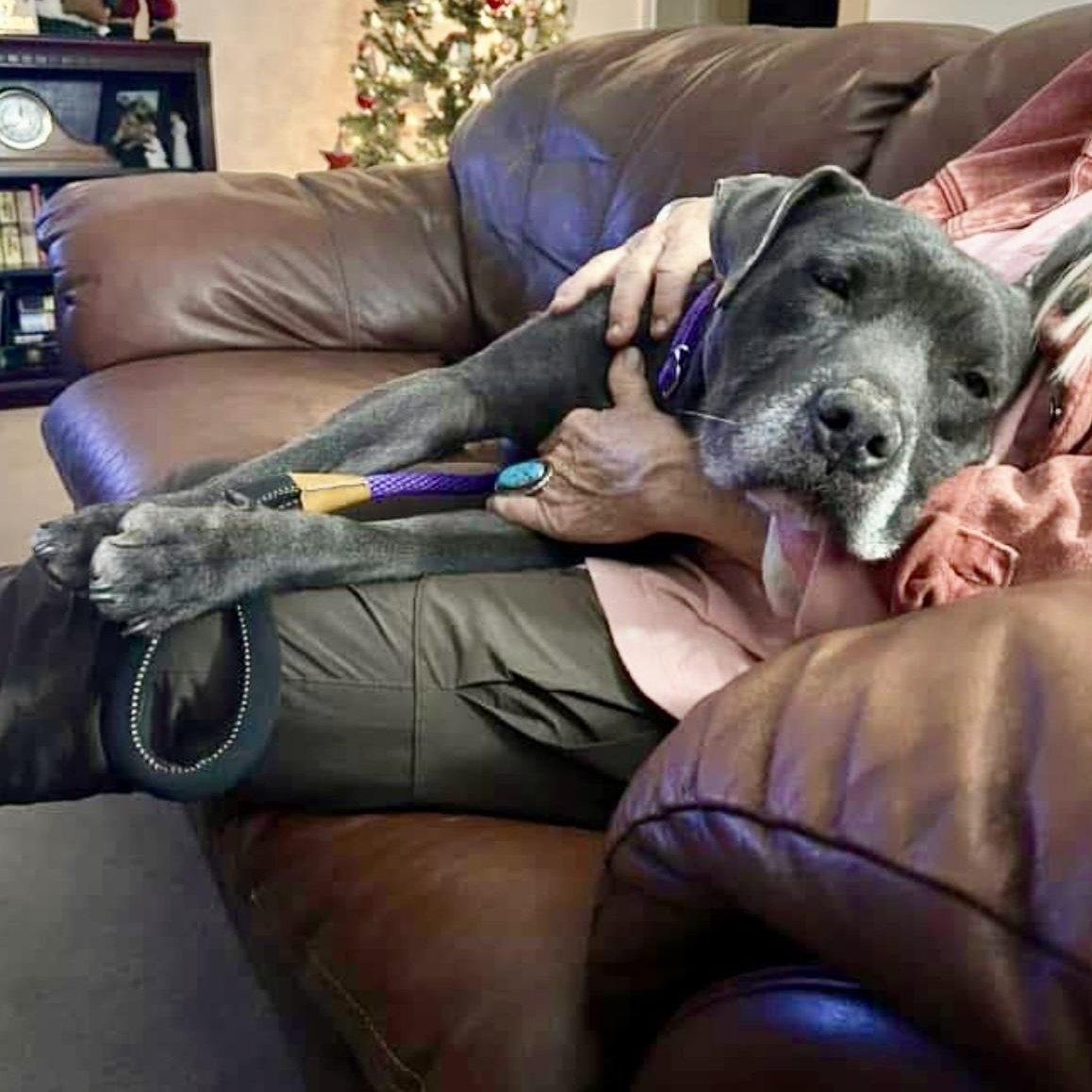 Critter, a Adoptable mixed breed in Grand Junction, CO image 4/6