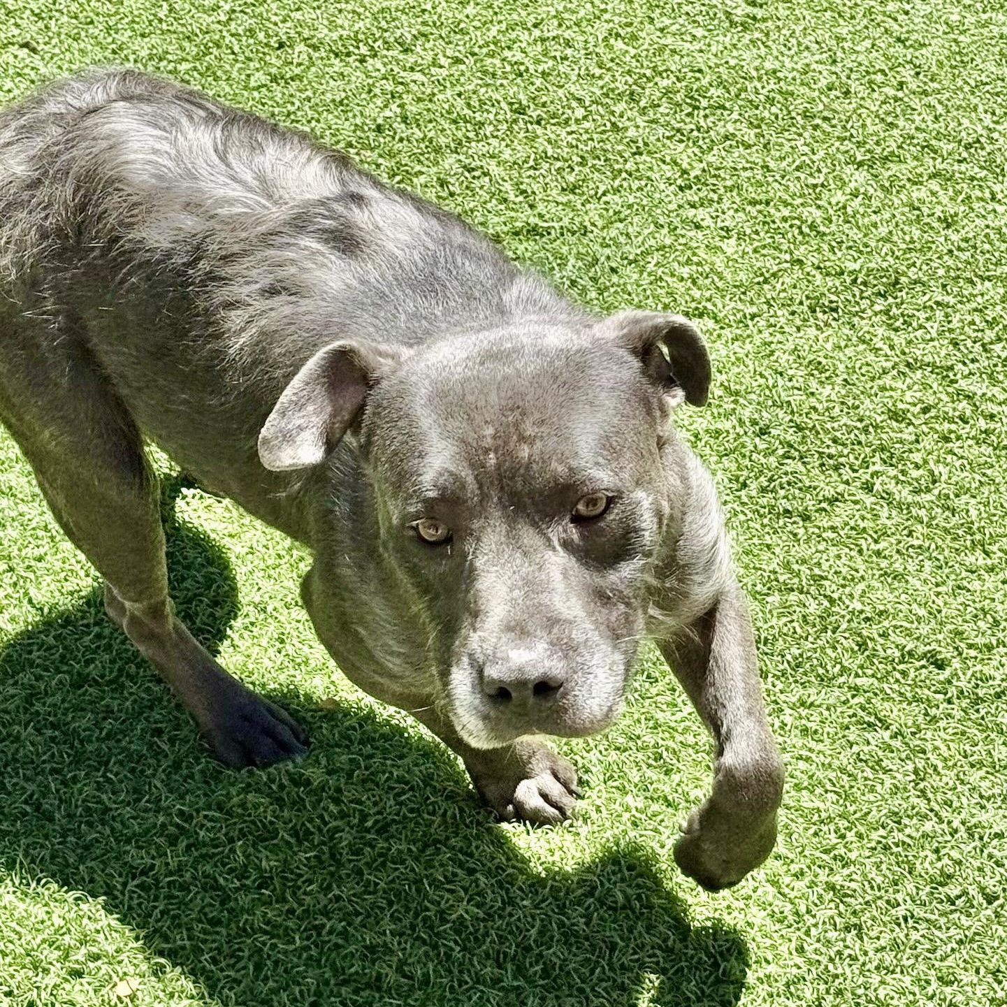 Critter, a Adoptable mixed breed in Grand Junction, CO image 6/6