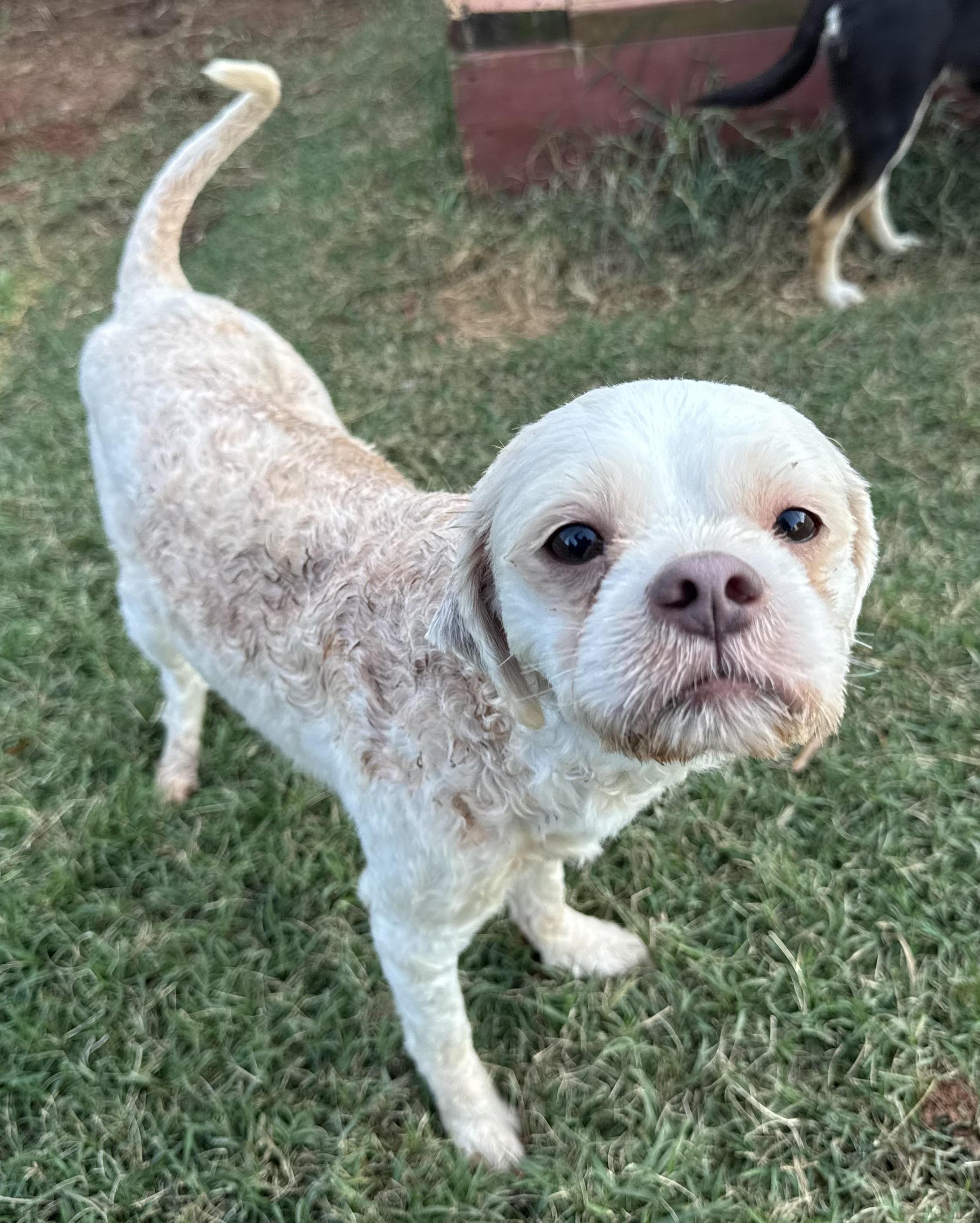 Enlarge Max, a Adoptable mixed breed in Maiden, NC image 3/6
