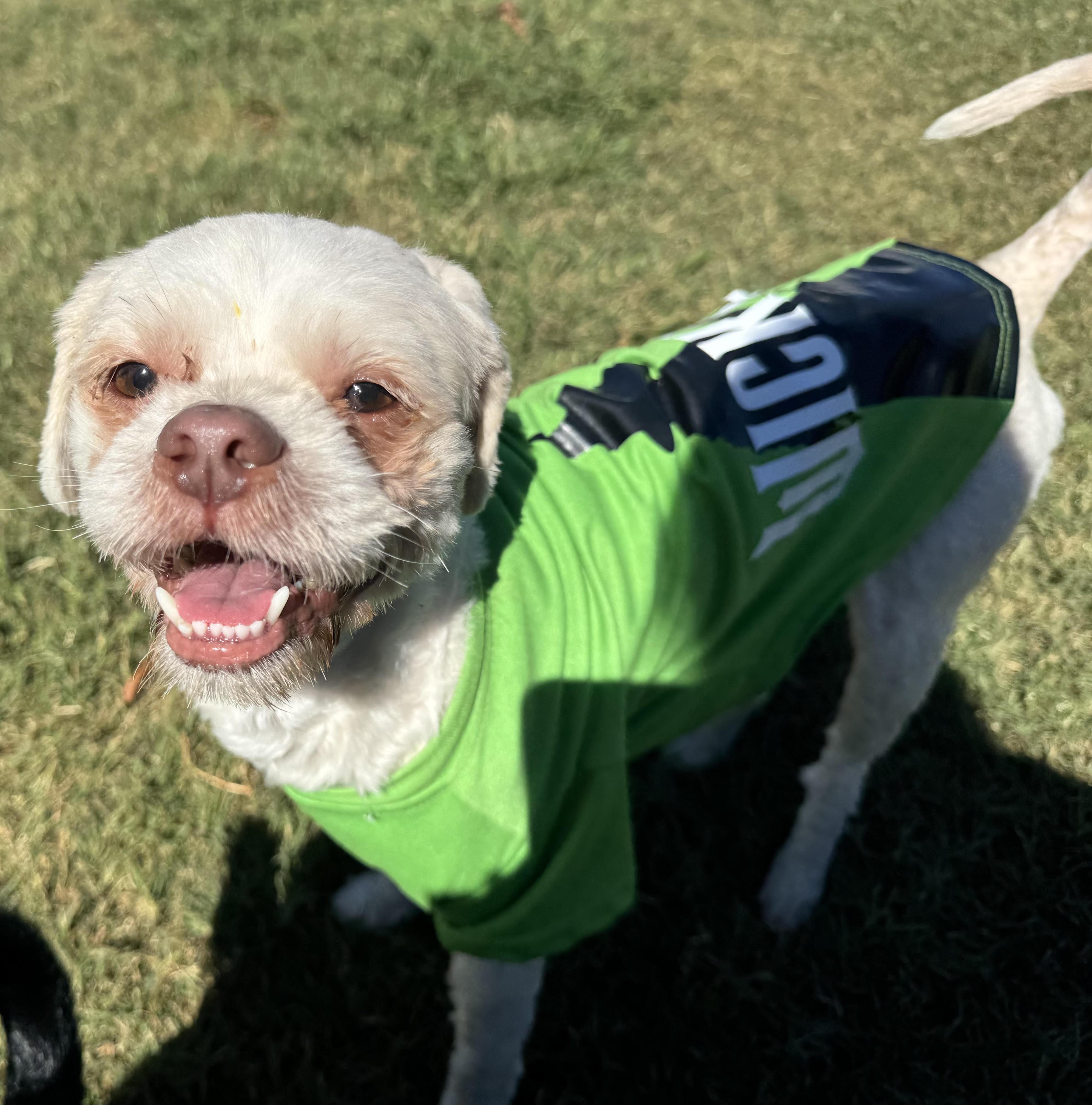 Enlarge Max, a Adoptable mixed breed in Maiden, NC image 2/6