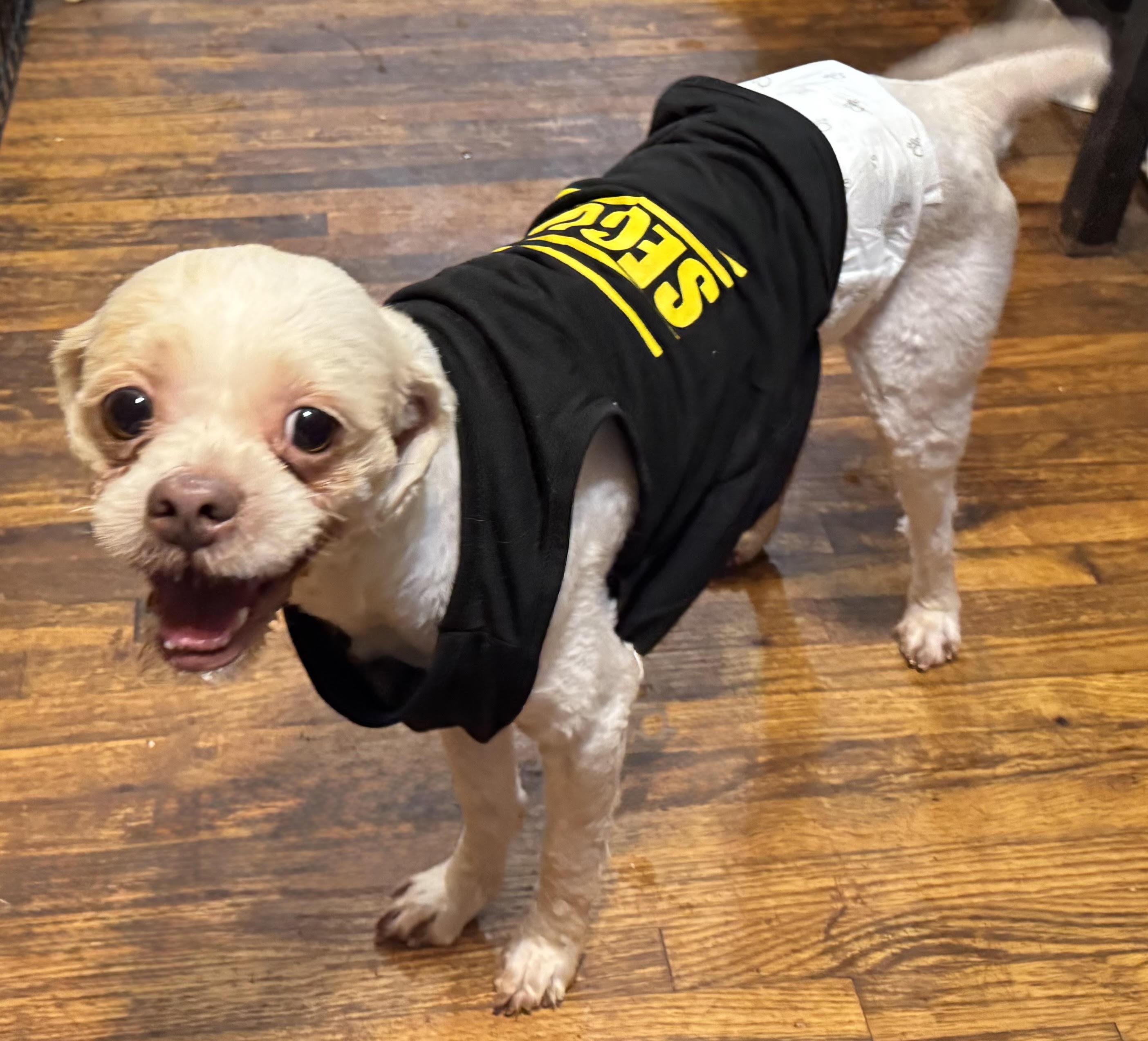 Enlarge Max, a Adoptable mixed breed in Maiden, NC image 5/6