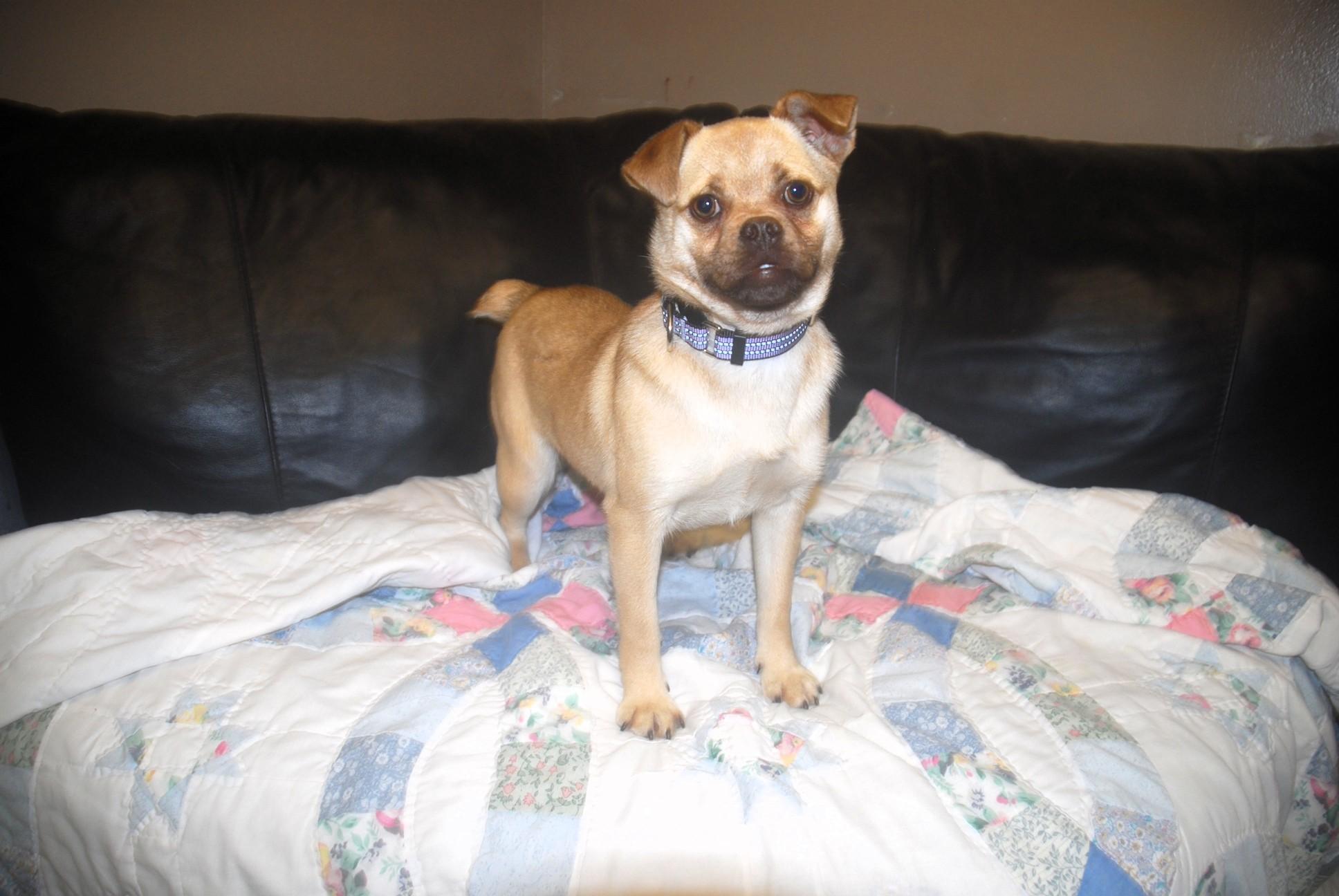 Enlarge Curry , a ADOPTABLE mixed breed in Chardon, OH image 5/5