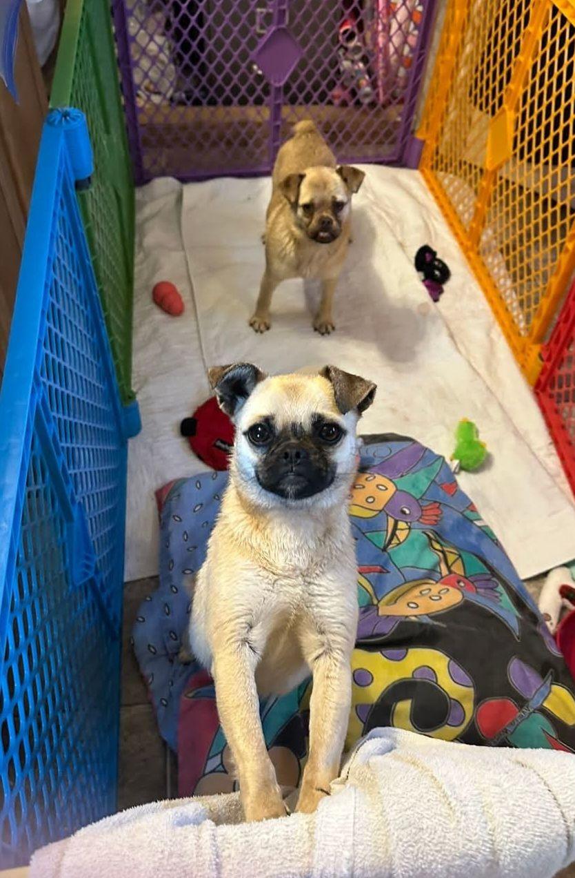 Enlarge Curry , a ADOPTABLE mixed breed in Chardon, OH image 1/5