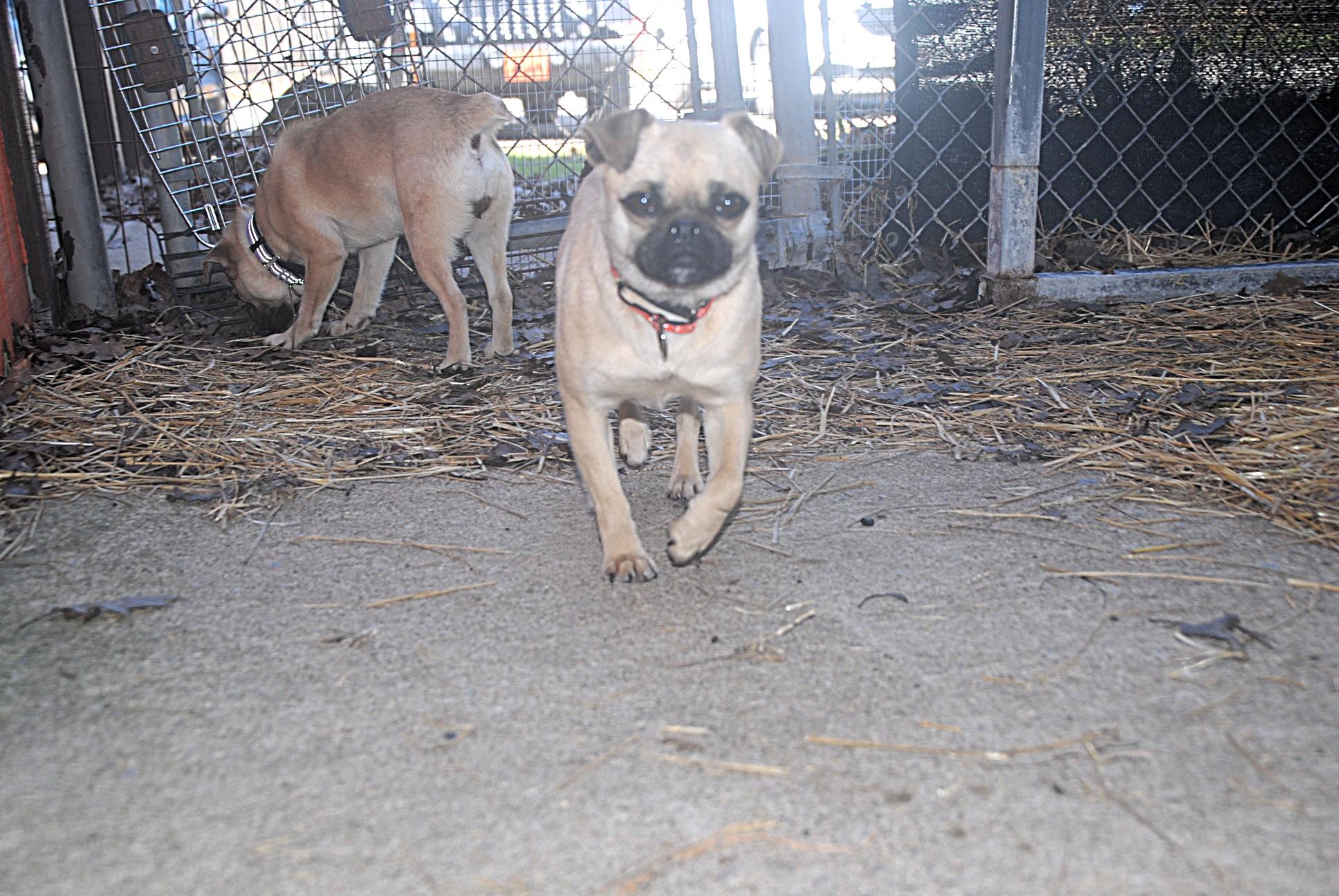 Enlarge Curry , a ADOPTABLE mixed breed in Chardon, OH image 4/5