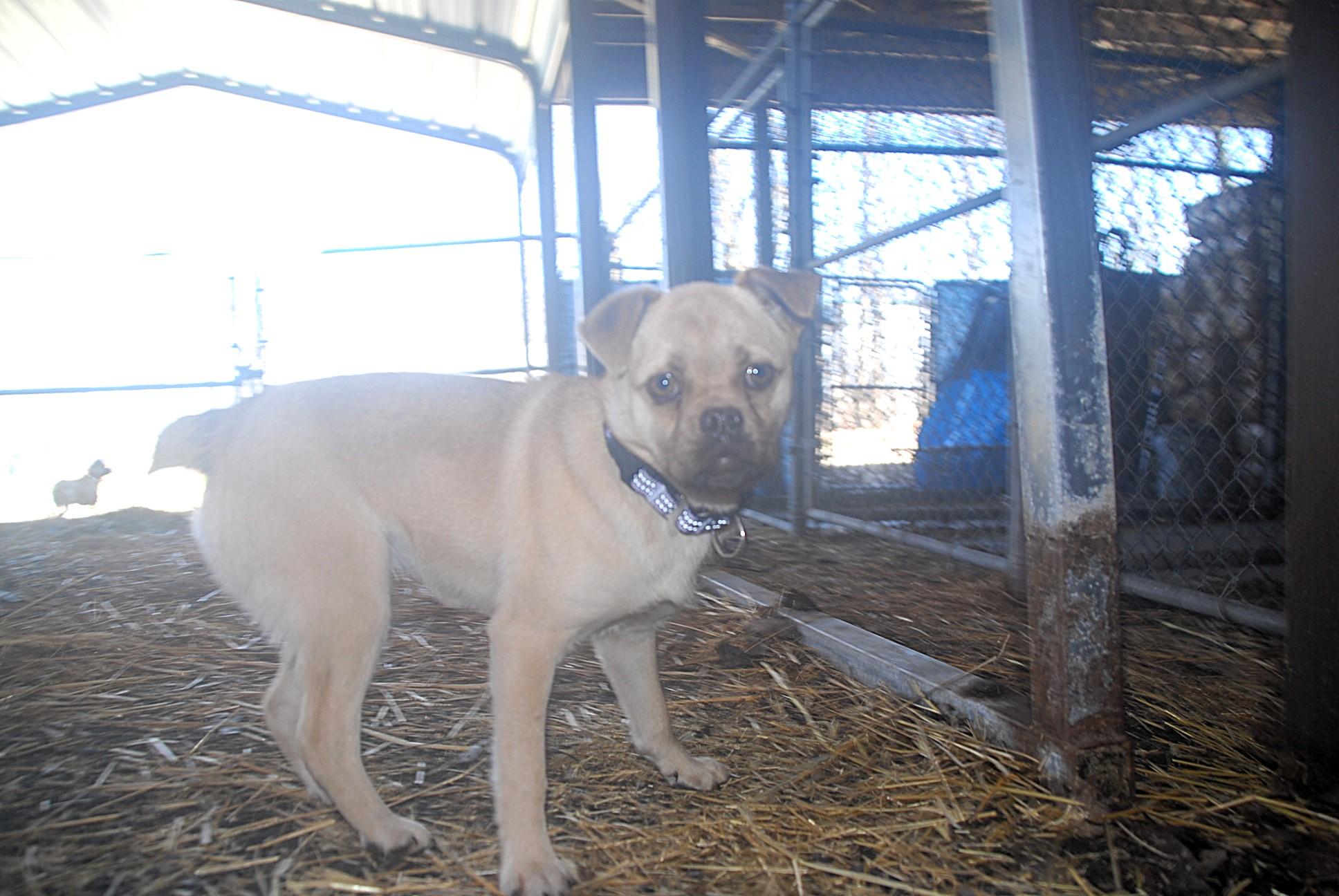 Enlarge Curry , a ADOPTABLE mixed breed in Chardon, OH image 2/5