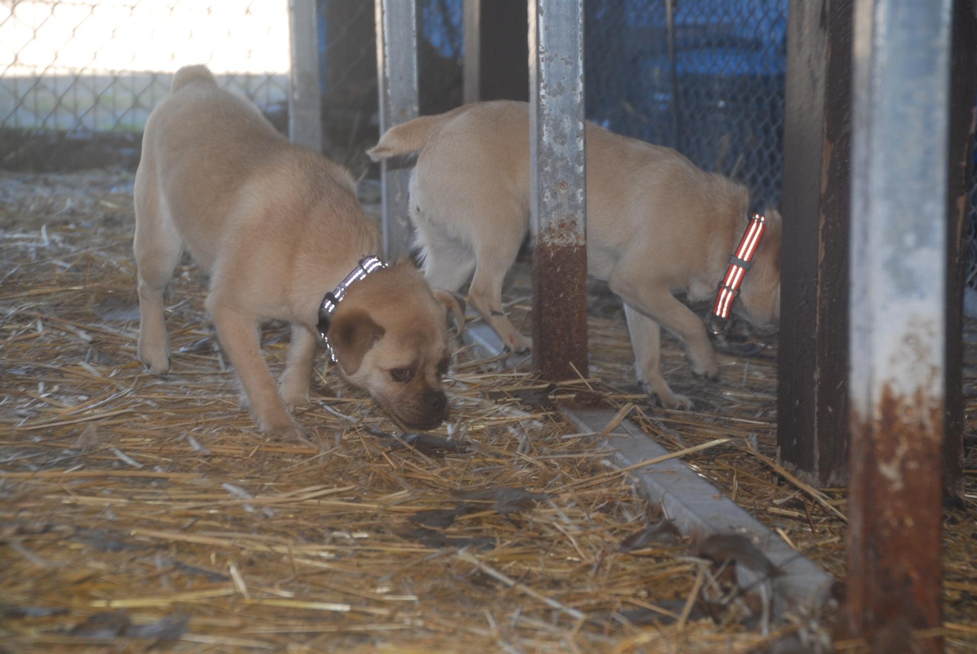 Enlarge Curry , a ADOPTABLE mixed breed in Chardon, OH image 3/5