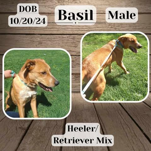 Basil, Young Male Golden Retriever