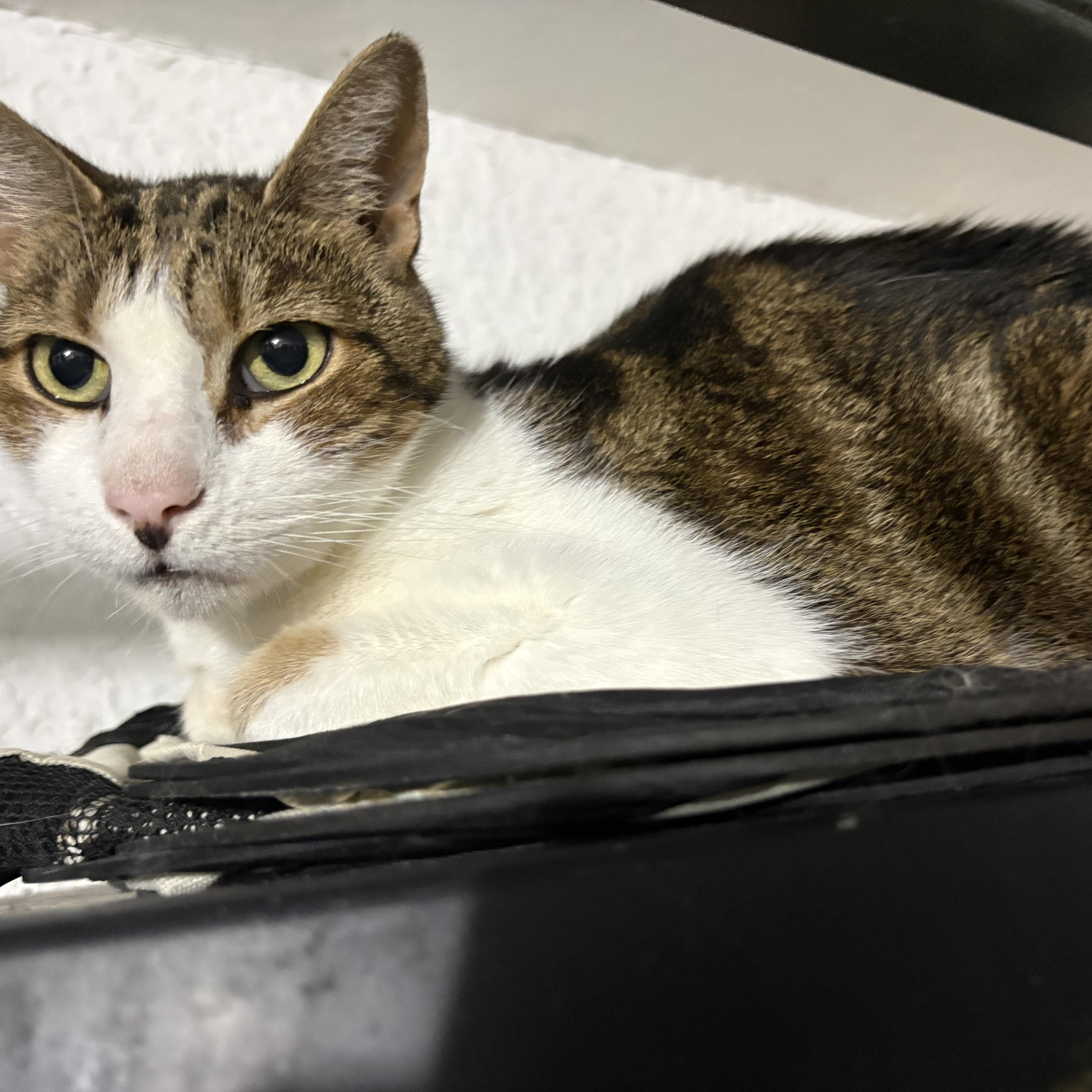 Enlarge Gatspy, a ADOPTABLE Domestic Short Hair in Lehigh Acres, FL image 2/2