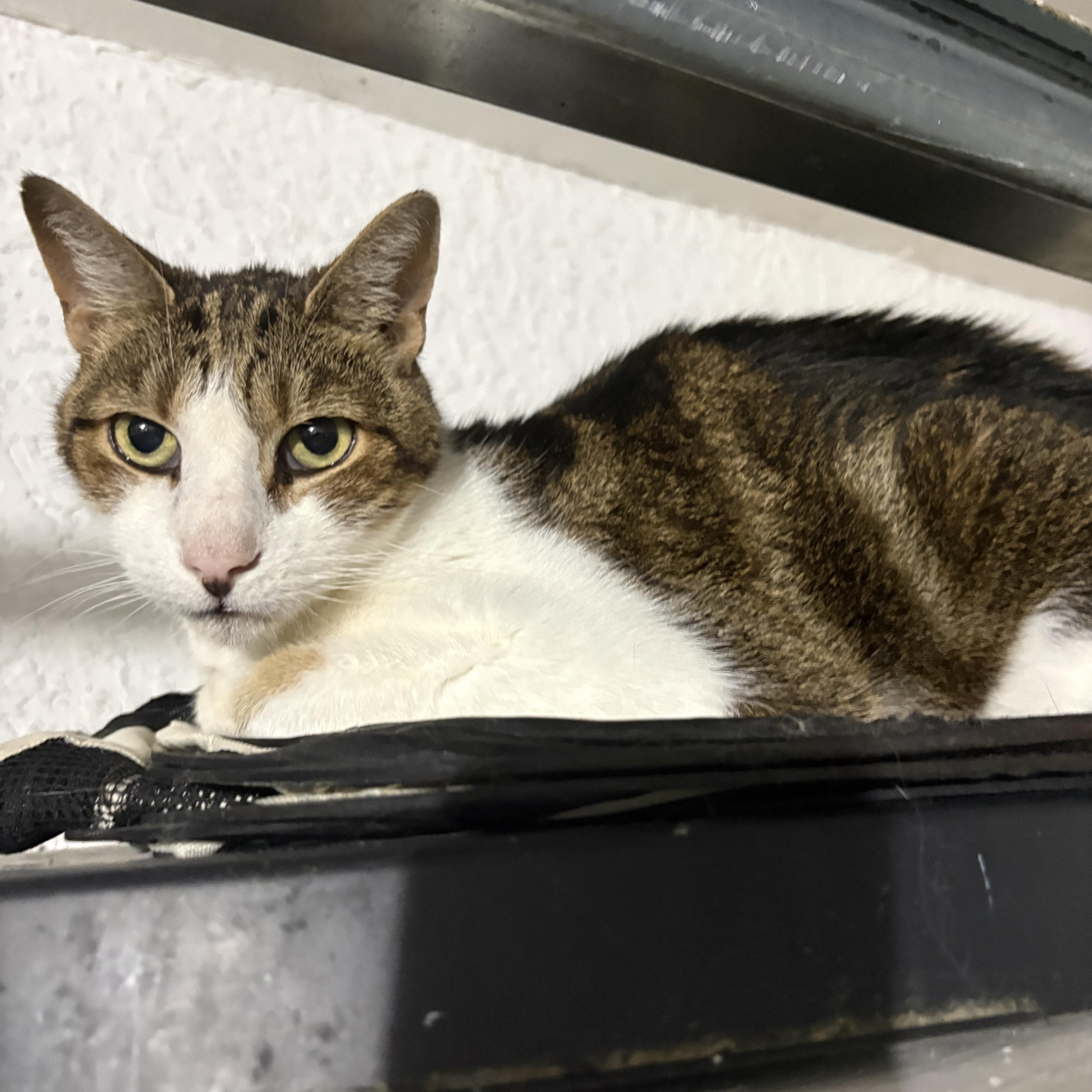 Gatspy, ADOPTABLE, Senior Male Domestic Short Hair.