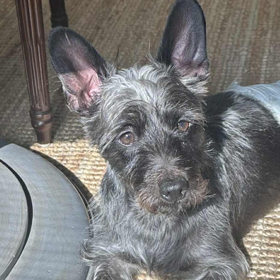 Enlarge ADOPTED! - Darling Rudy in St. Louis area, a Adopted mixed breed in Springfield, IL image 1/6