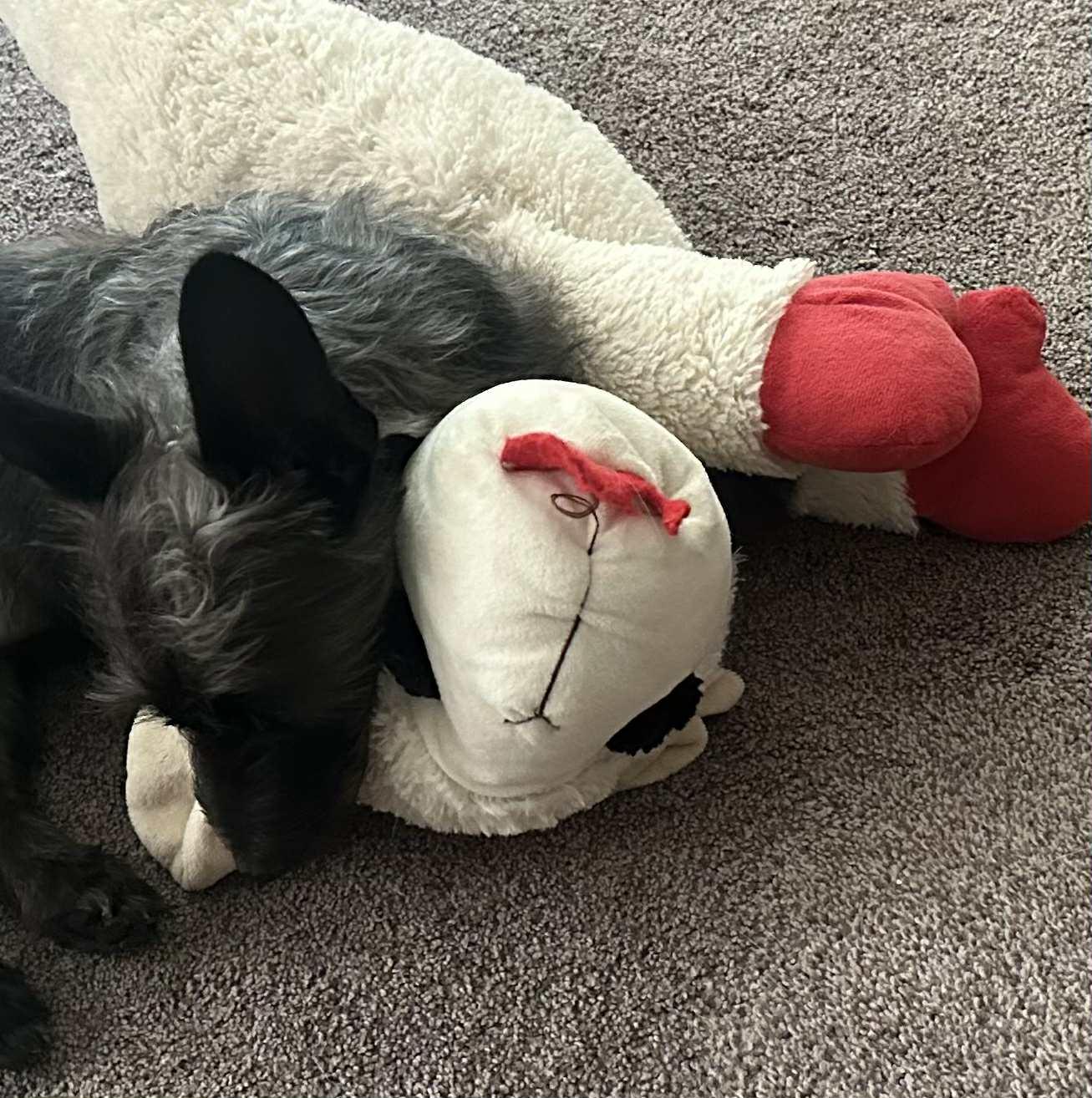 Enlarge ADOPTED! - Darling Rudy in St. Louis area, a Adopted mixed breed in Springfield, IL image 2/6