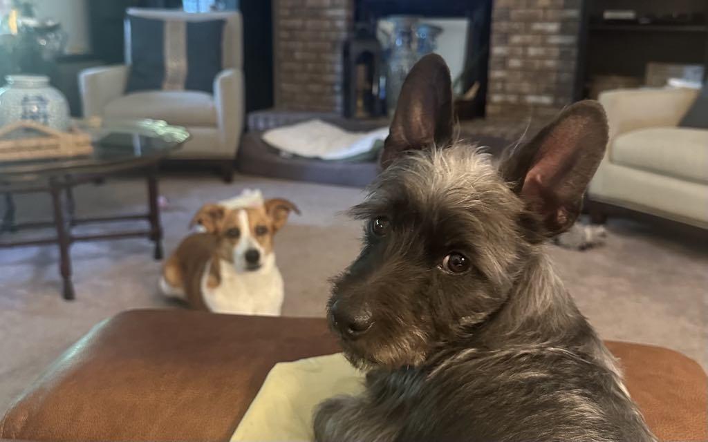 Enlarge ADOPTED! - Darling Rudy in St. Louis area, a Adopted mixed breed in Springfield, IL image 3/6