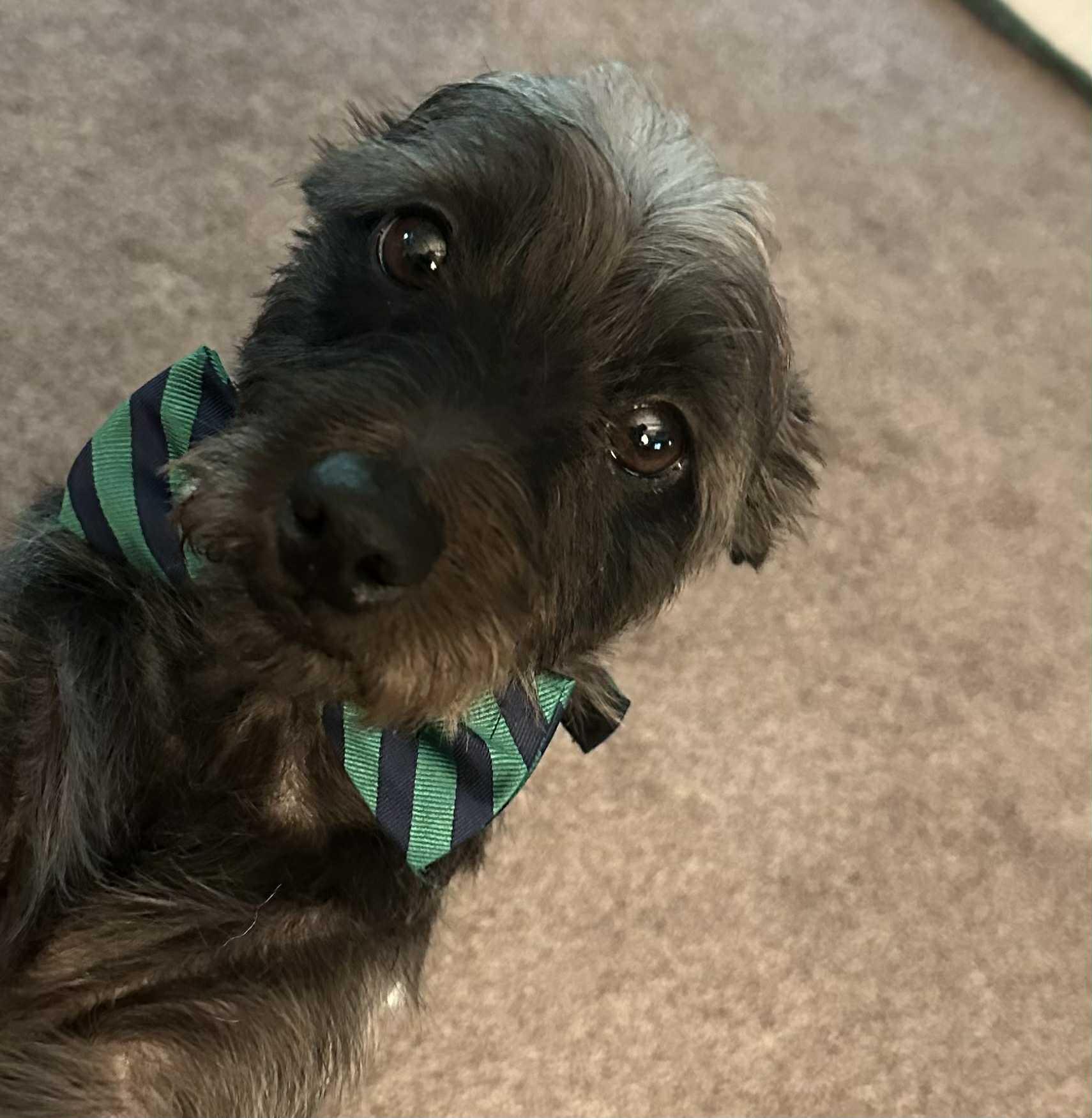 Enlarge ADOPTED! - Darling Rudy in St. Louis area, a Adopted mixed breed in Springfield, IL image 4/6