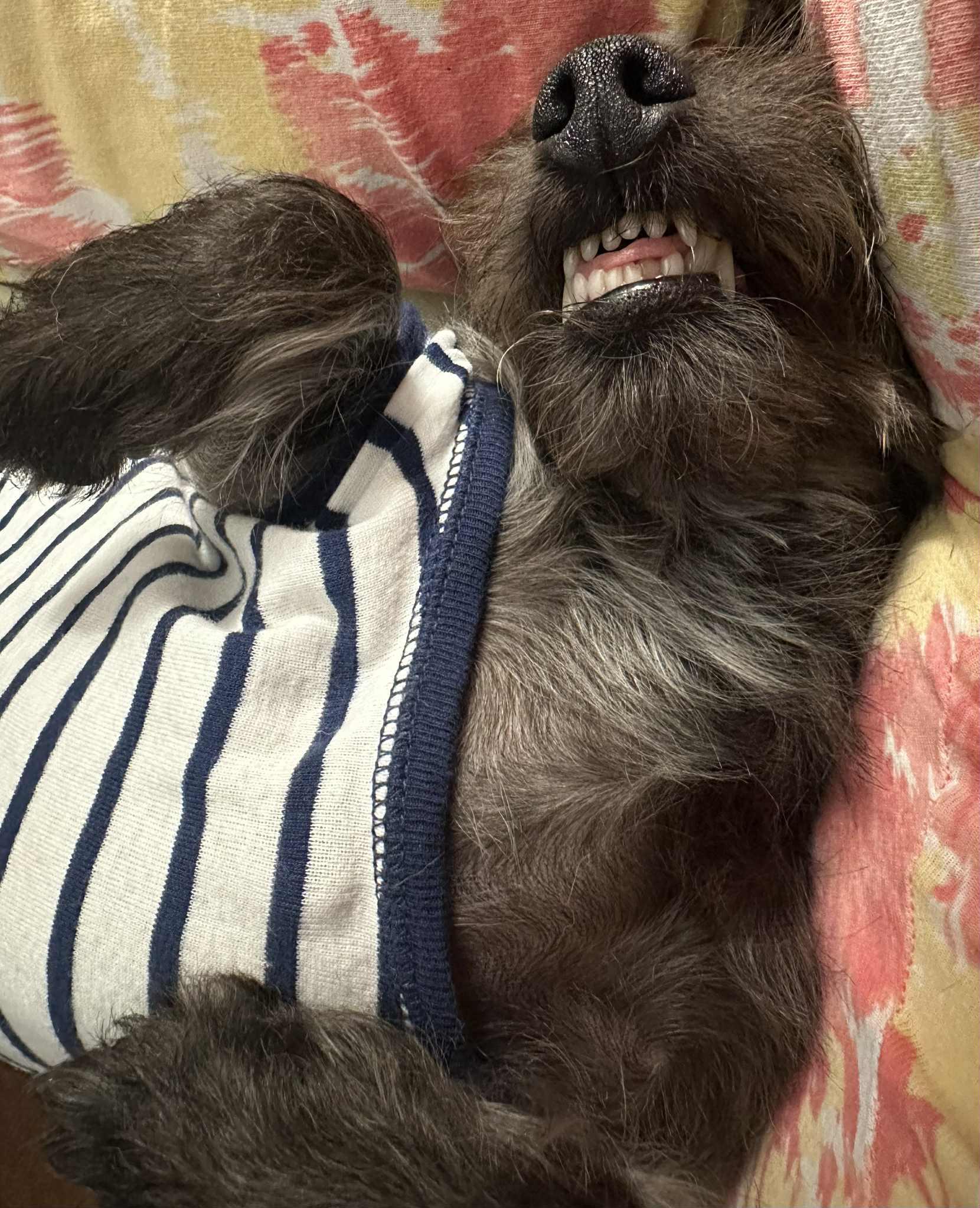 Enlarge ADOPTED! - Darling Rudy in St. Louis area, a Adopted mixed breed in Springfield, IL image 5/6