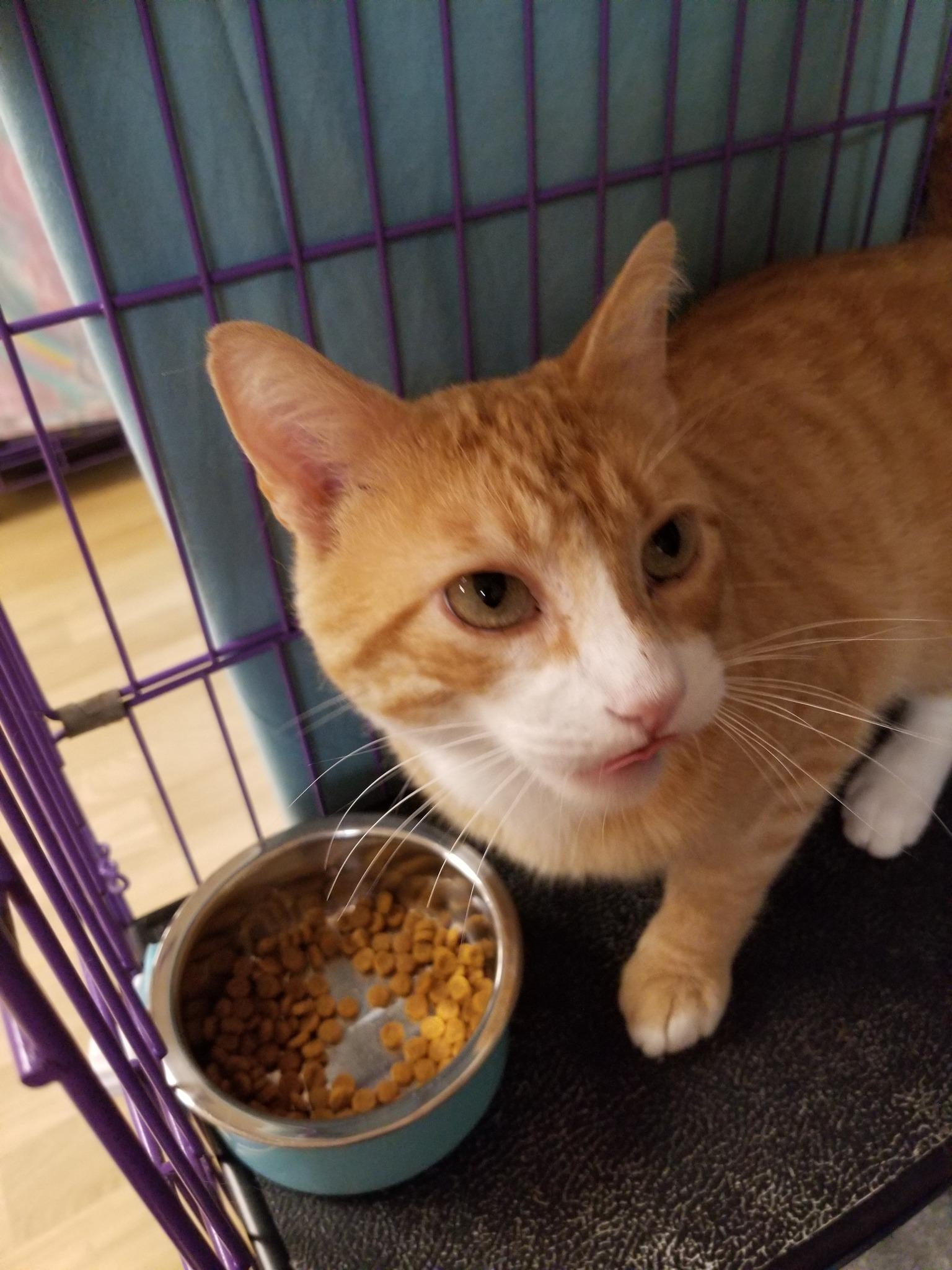 Toby, Young Male Tabby