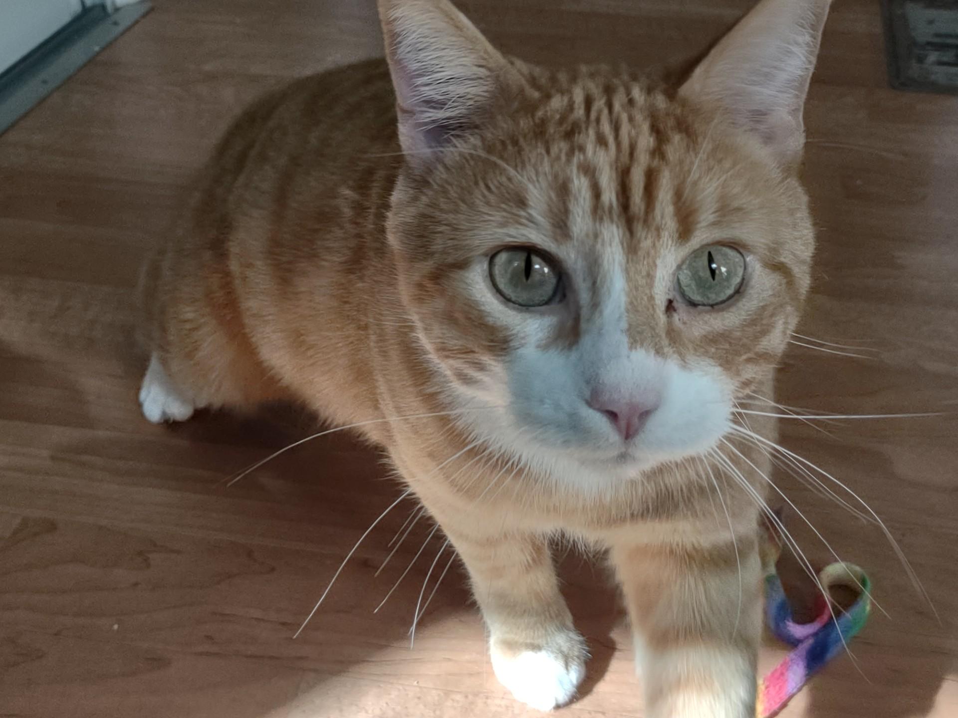 Toby, Adoptable, Young Male Tabby & Domestic Short Hair.