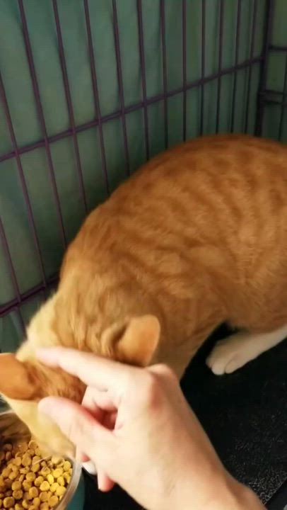 Enlarge Toby, a Adoptable mixed breed in Montour Falls, NY video 4/4