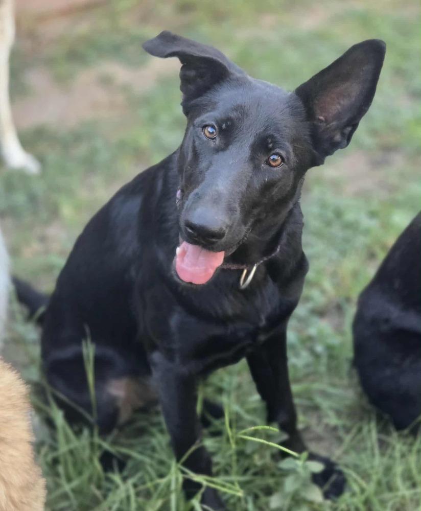 Enlarge Milano, a Adoptable German Shepherd Dog in Brookshire, TX image 1/5