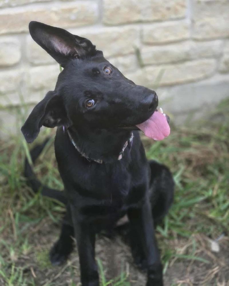 Enlarge Milano, a Adoptable German Shepherd Dog in Brookshire, TX image 2/5