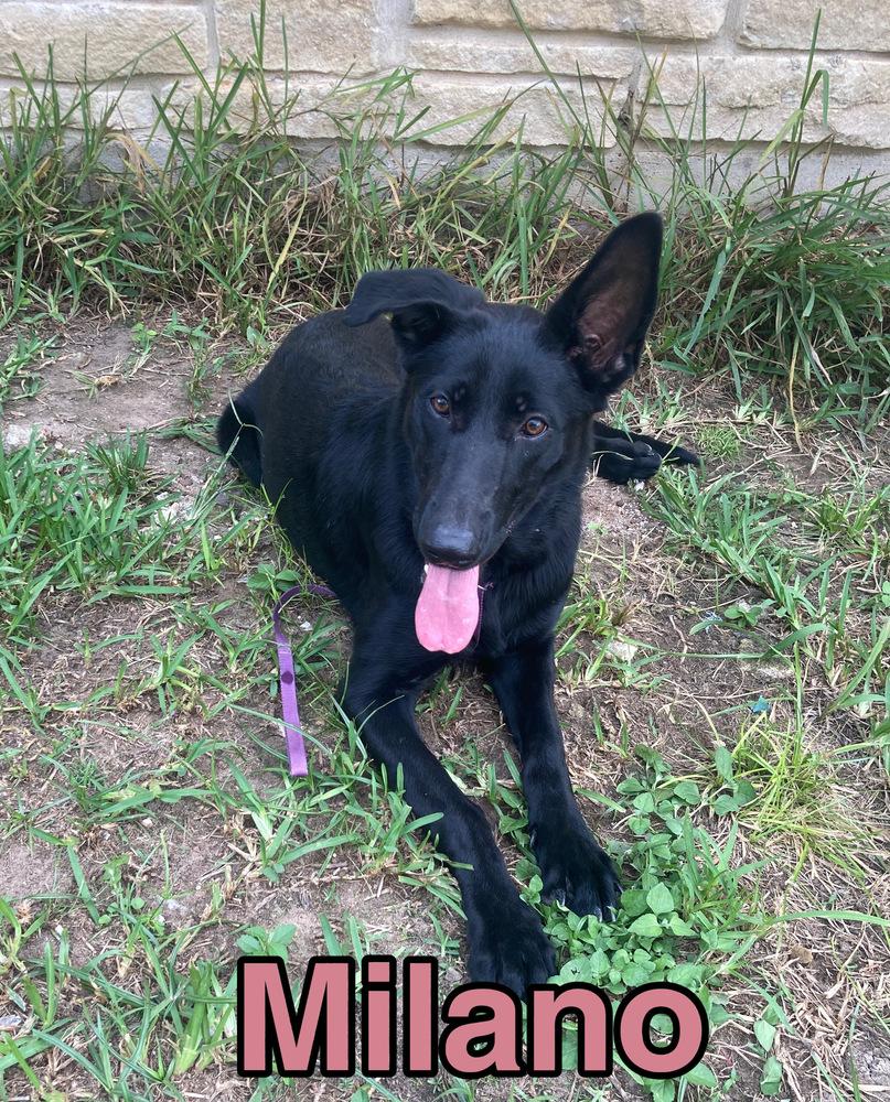 Enlarge Milano, a Adoptable German Shepherd Dog in Brookshire, TX image 3/5